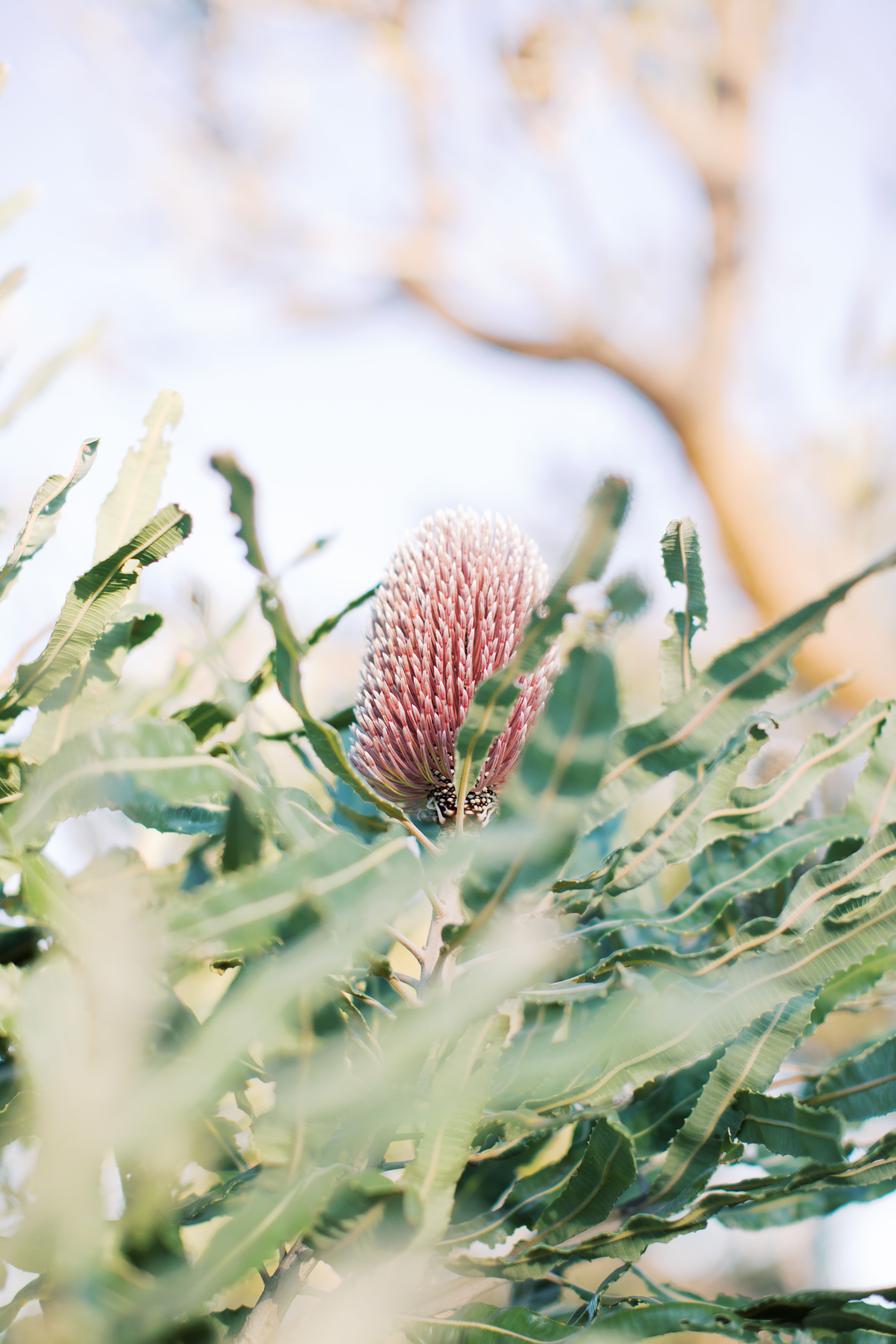 WP flora Banksia menziesii flower 22 WEB Amelia Claire Photos
