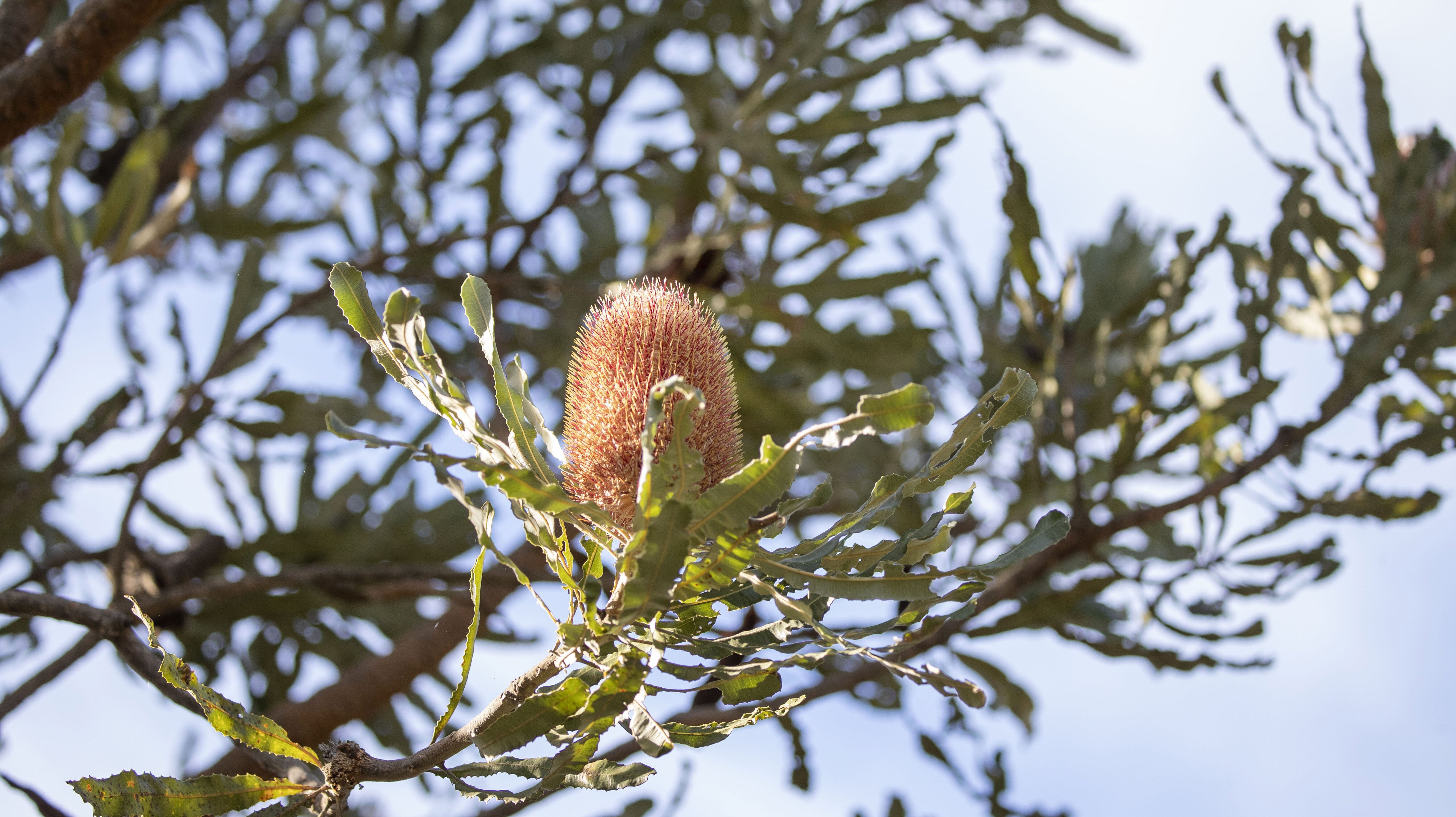 WP flora Banksia menziesii flower 21 WEB Julie K Photography