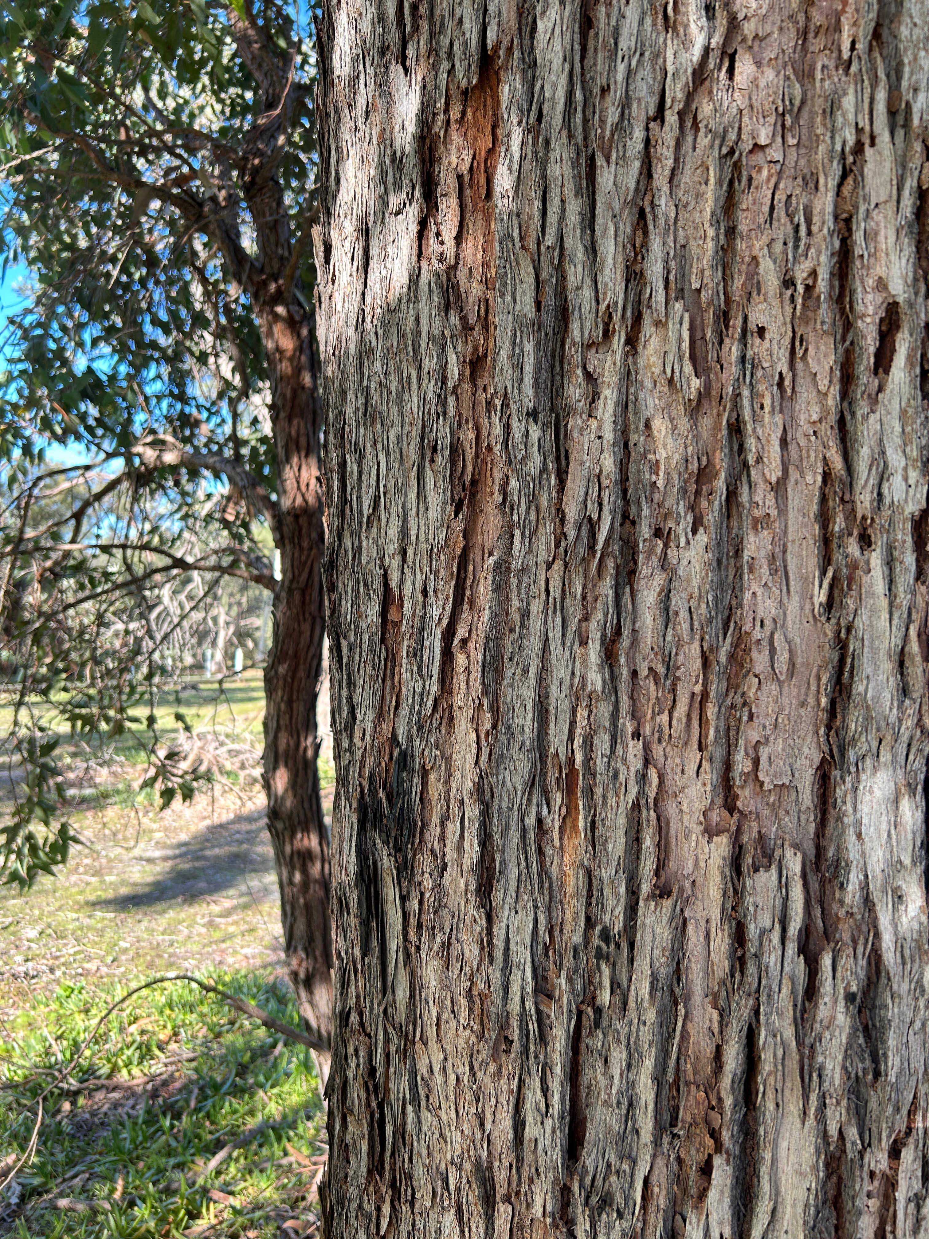 WP flora Eucalyptus marginata jarrah bark 01 WEB