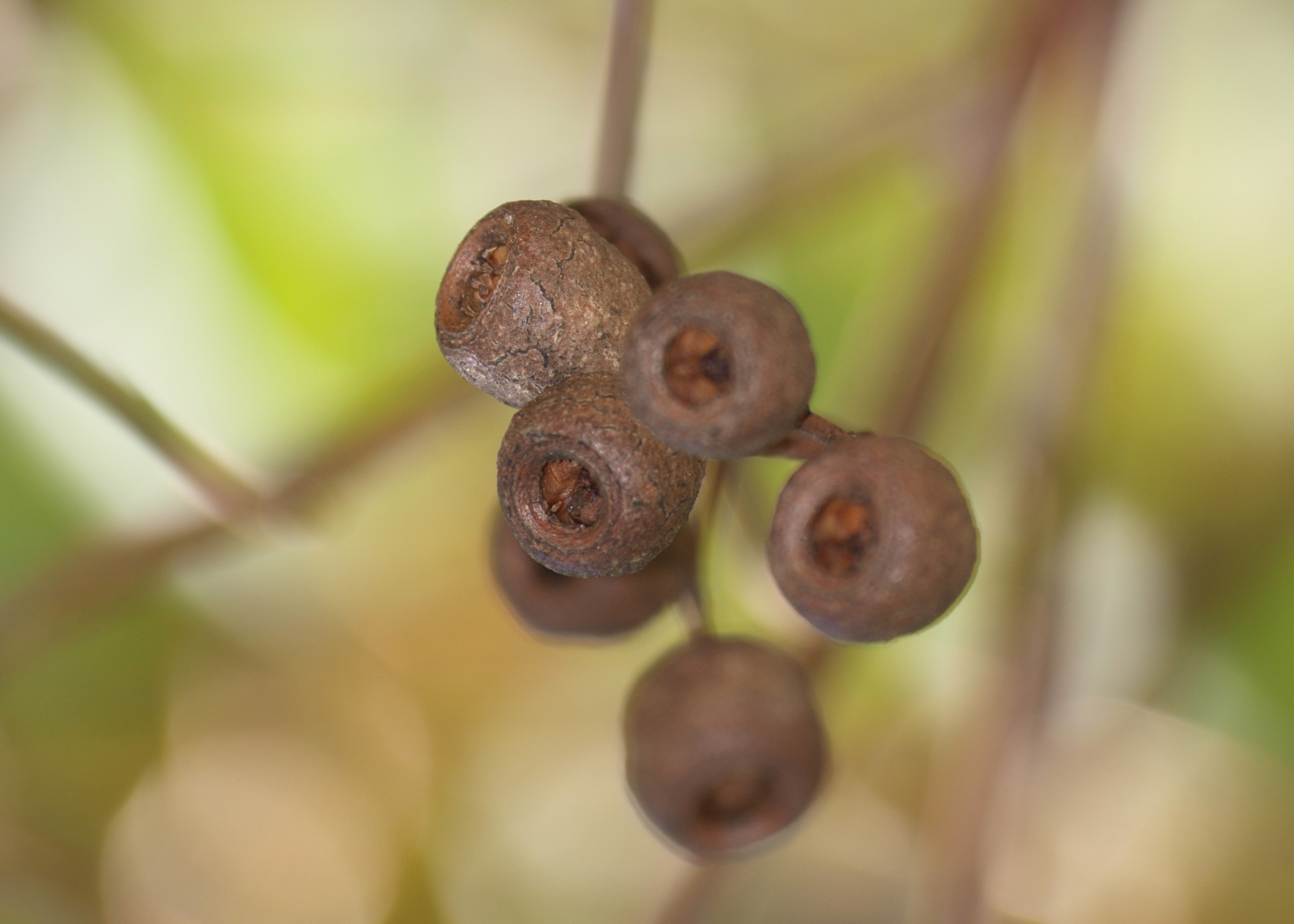 WP flora Eucalyptus marginata jarrah seed nut 02 WEB