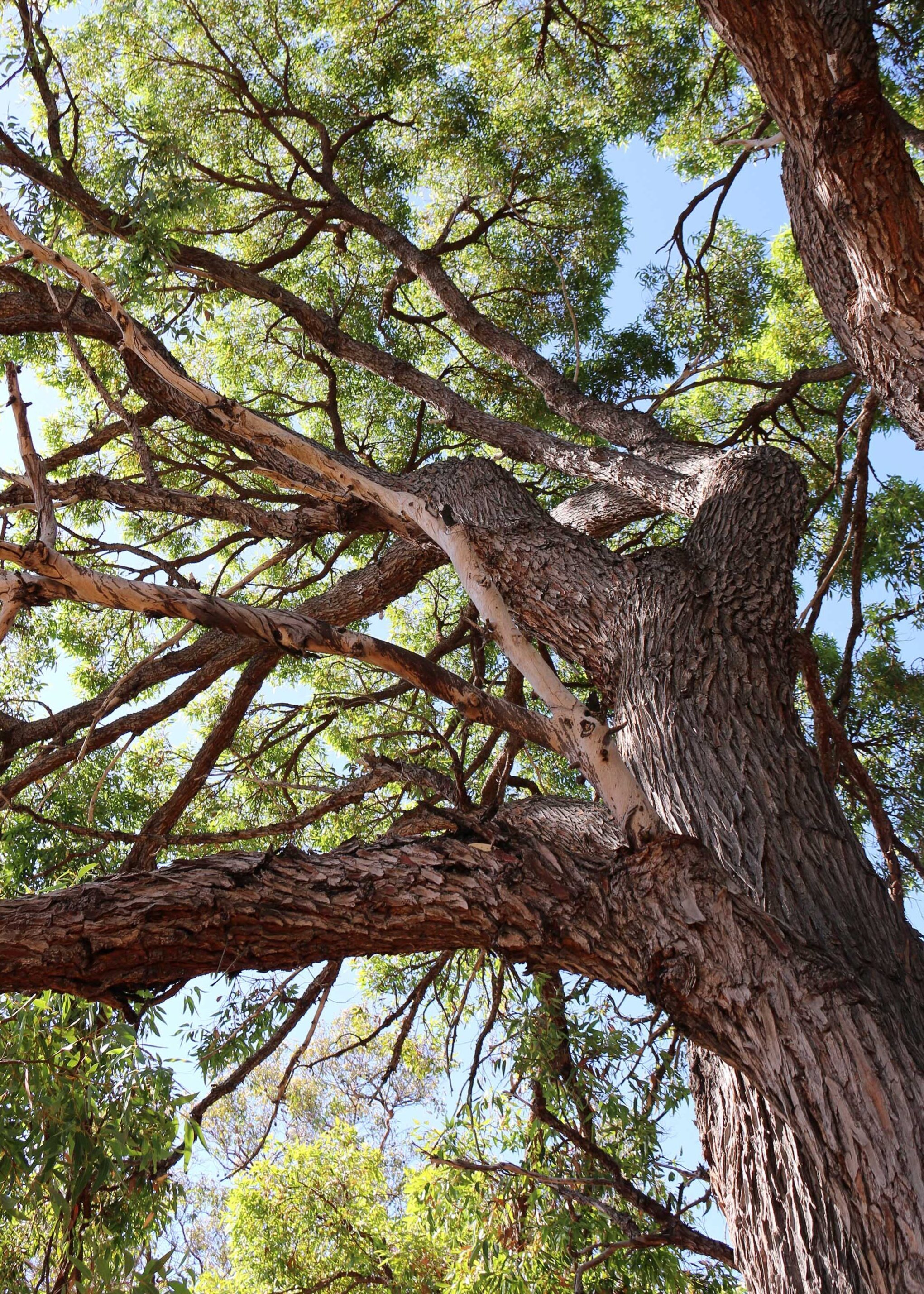 WP flora Eucalyptus marginata jarrah tree 01 WEB