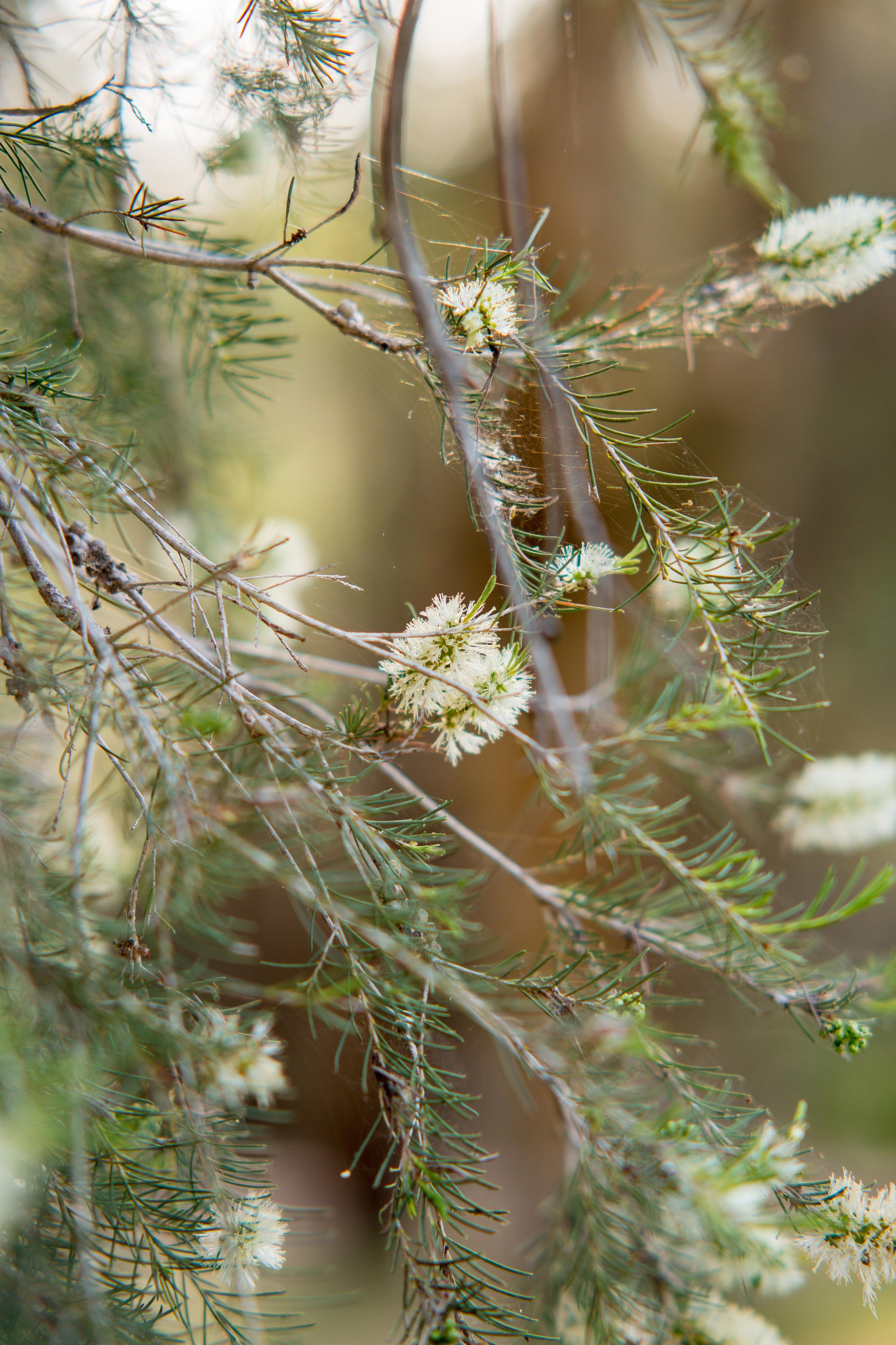 WP flora Melaleuca raphiophylla swamp paperbark flowers 01 WEB