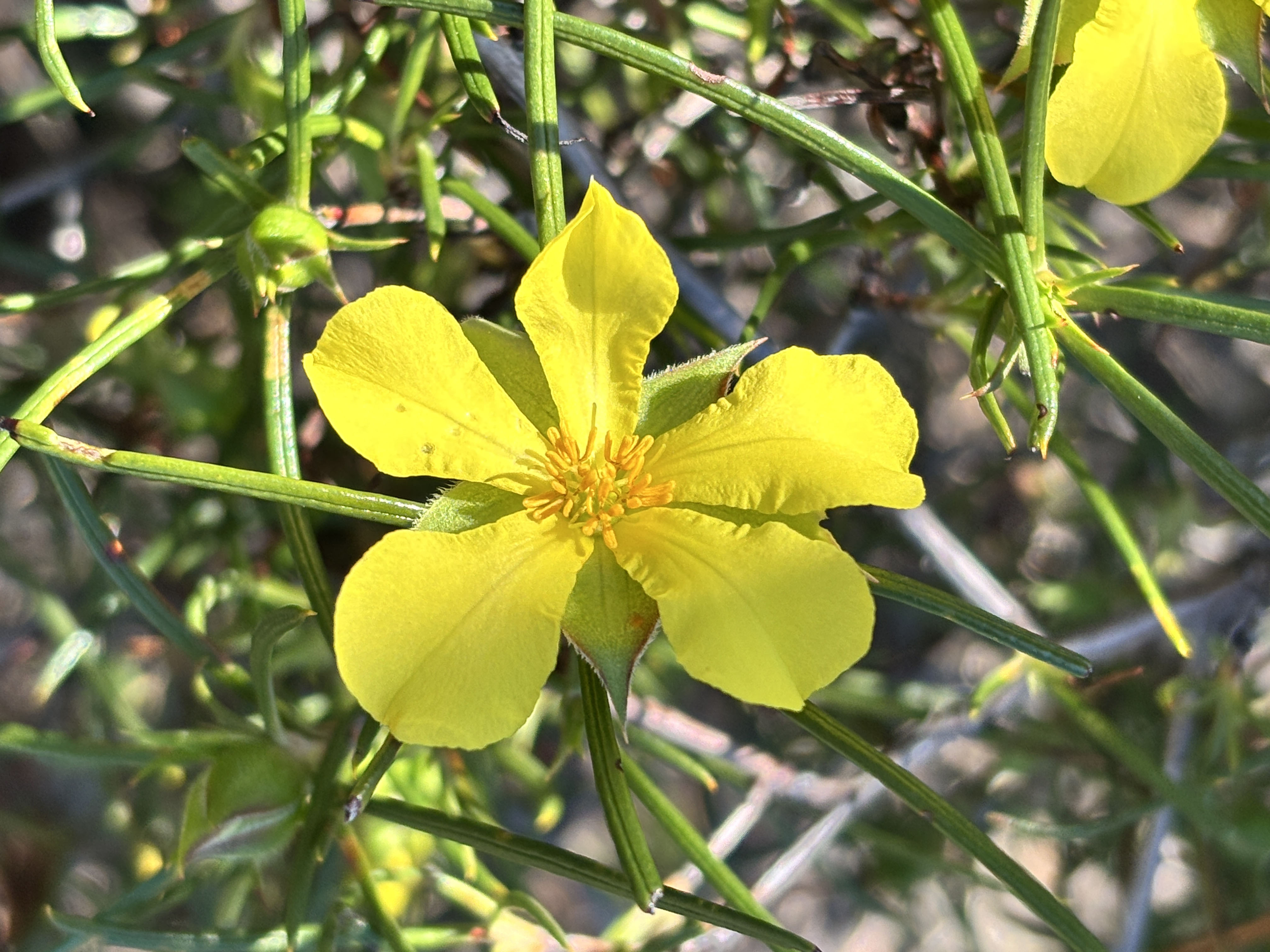 WP Flora Hibbertia huegelii 03 WEB
