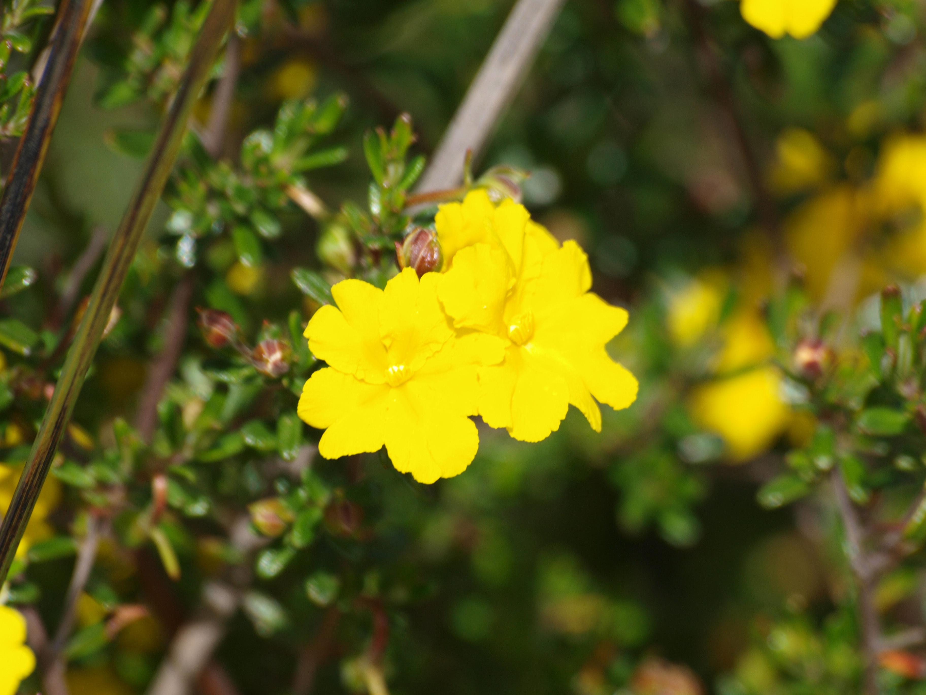 WP Flora Hibbertia hypercoides yellow buttercups 20 WEB