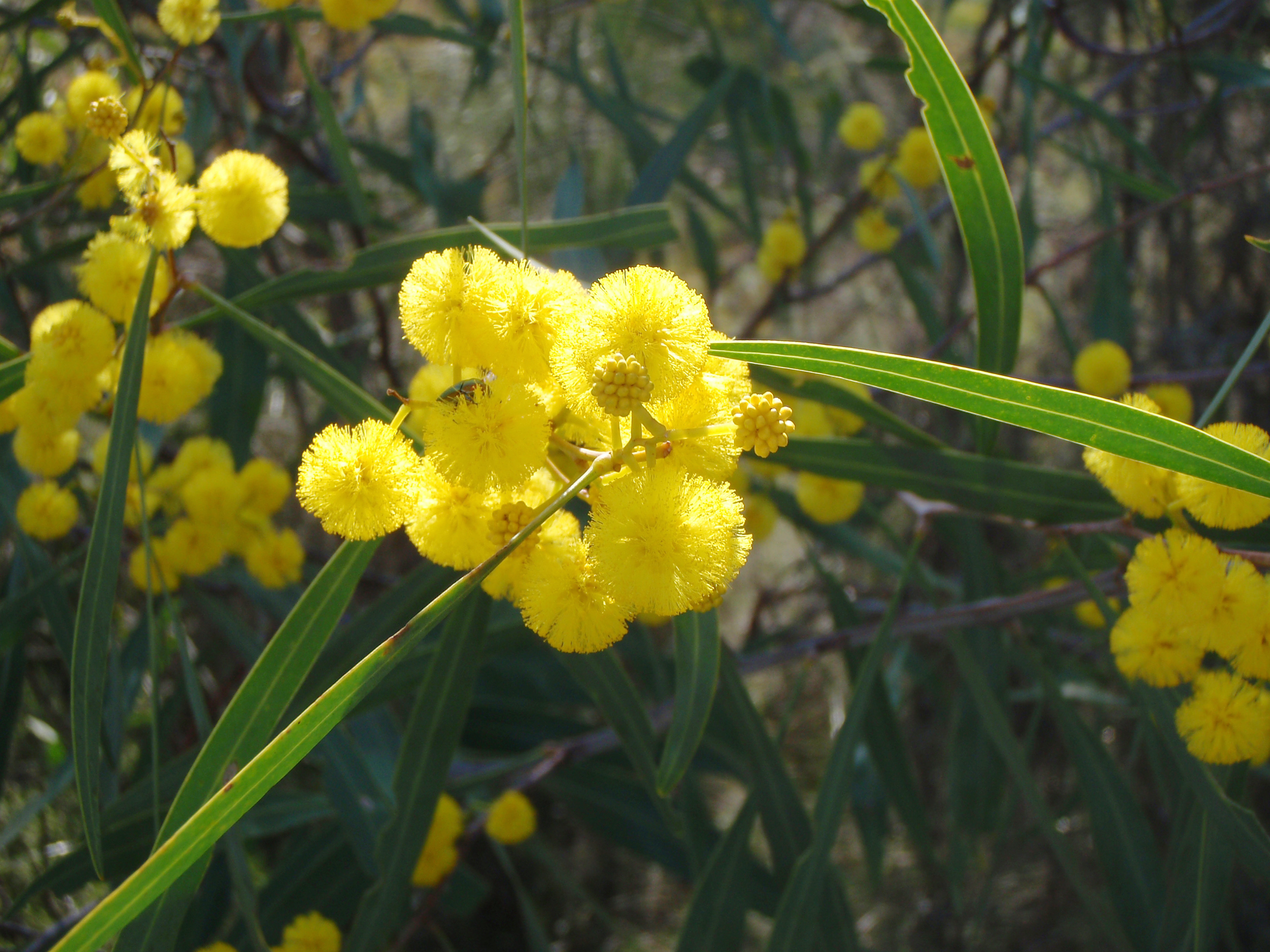 WP Flora Acacia saligna orange wattle 11 WEB