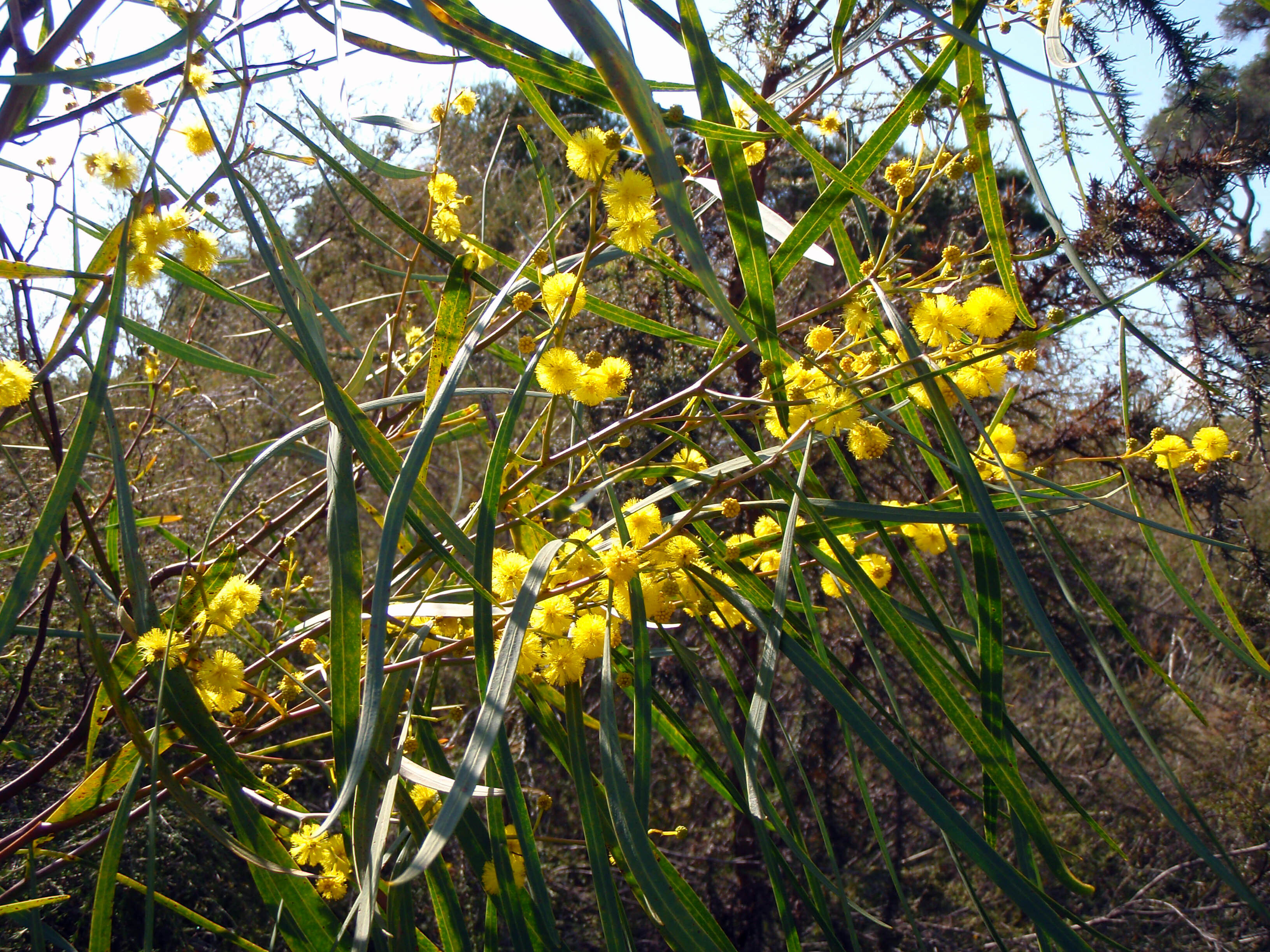 WP Flora Acacia saligna orange wattle 18 WEB