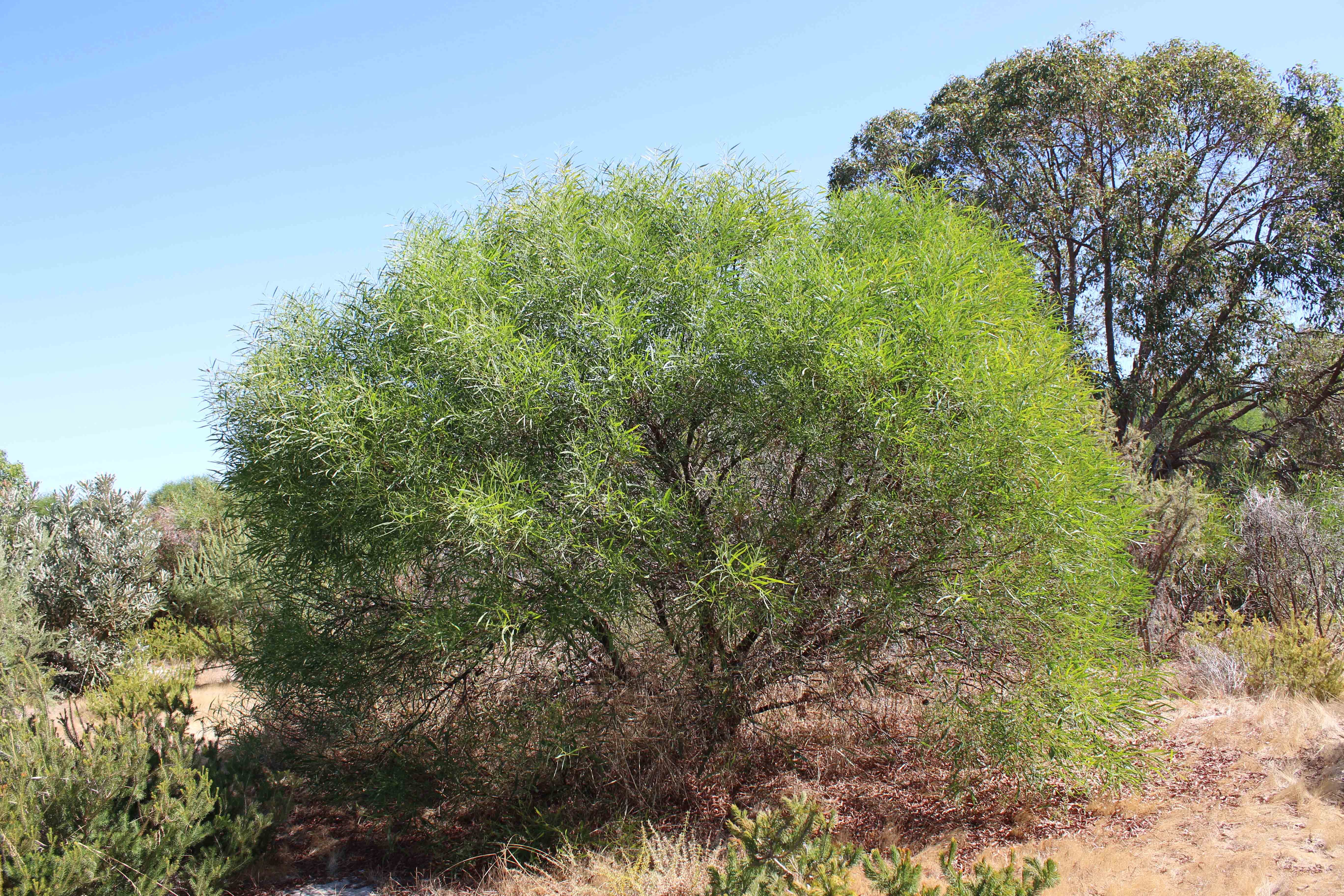 WP Flora Acacia saligna orange wattle 20 WEB