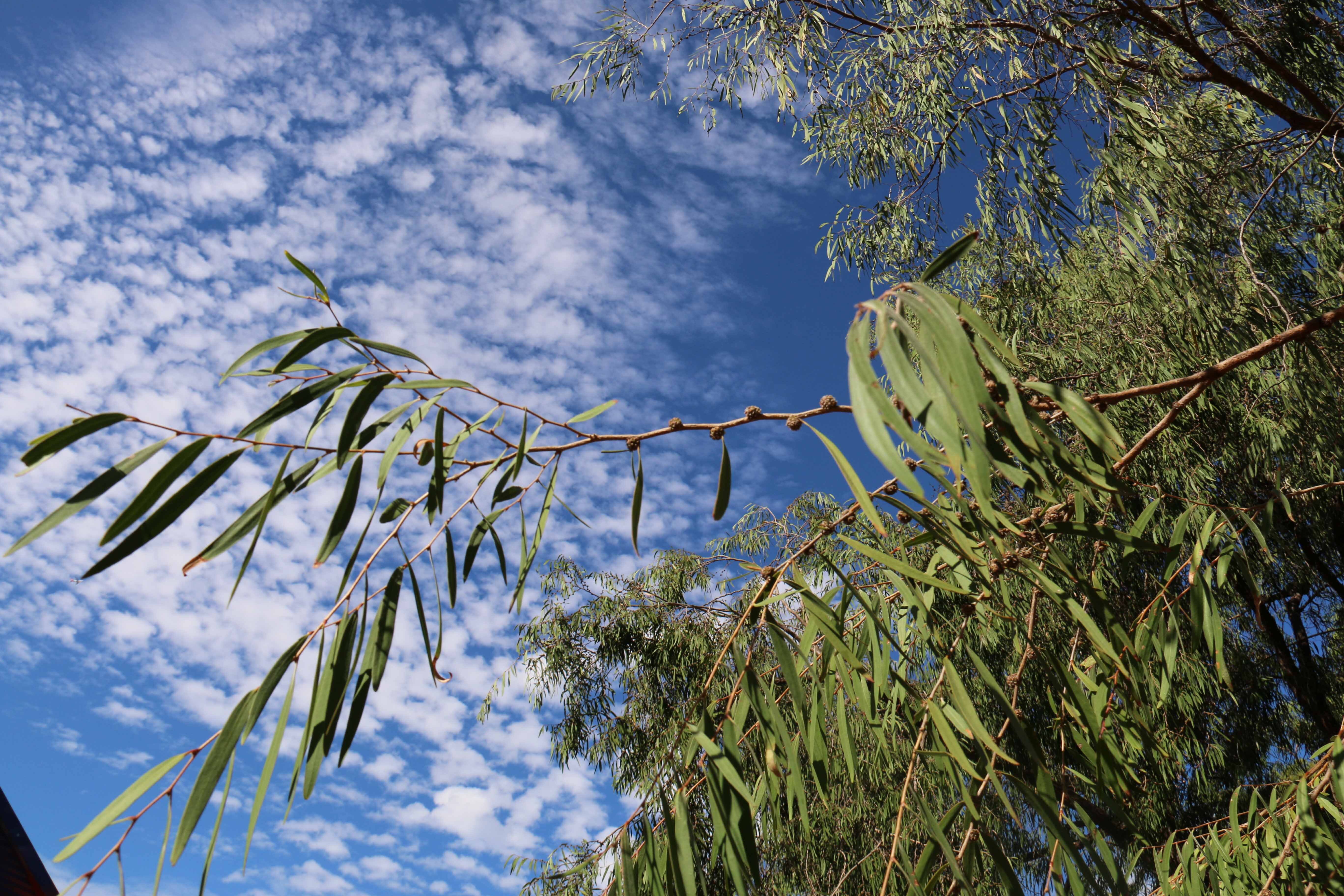 WP Flora Agonis flexuosa peppermint leaves WEB