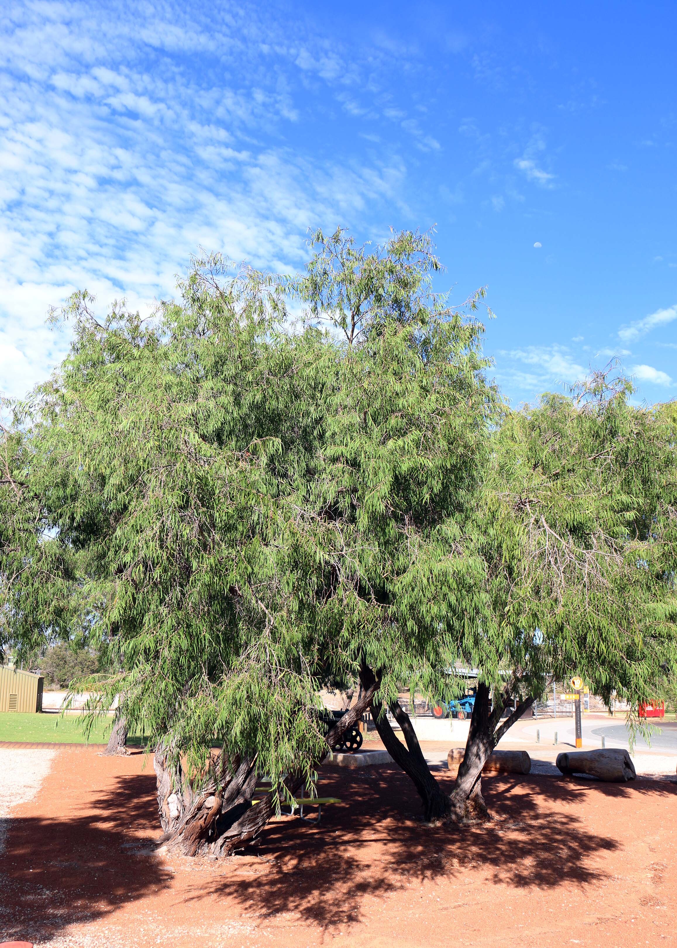 WP Flora Agonis flexuosa peppermint tree WEB