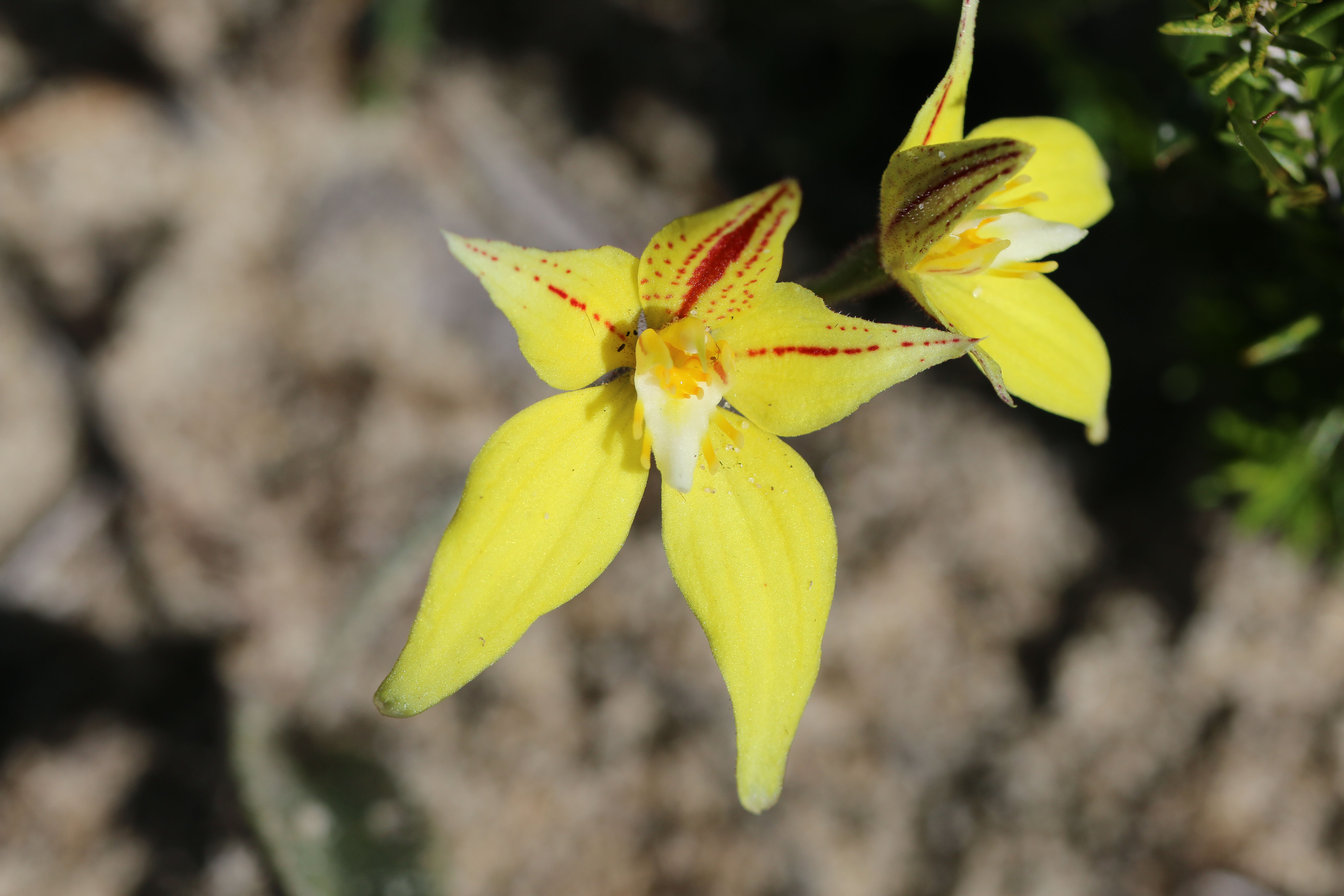 WP Flora Caladenia flava cowslip orchid WEB