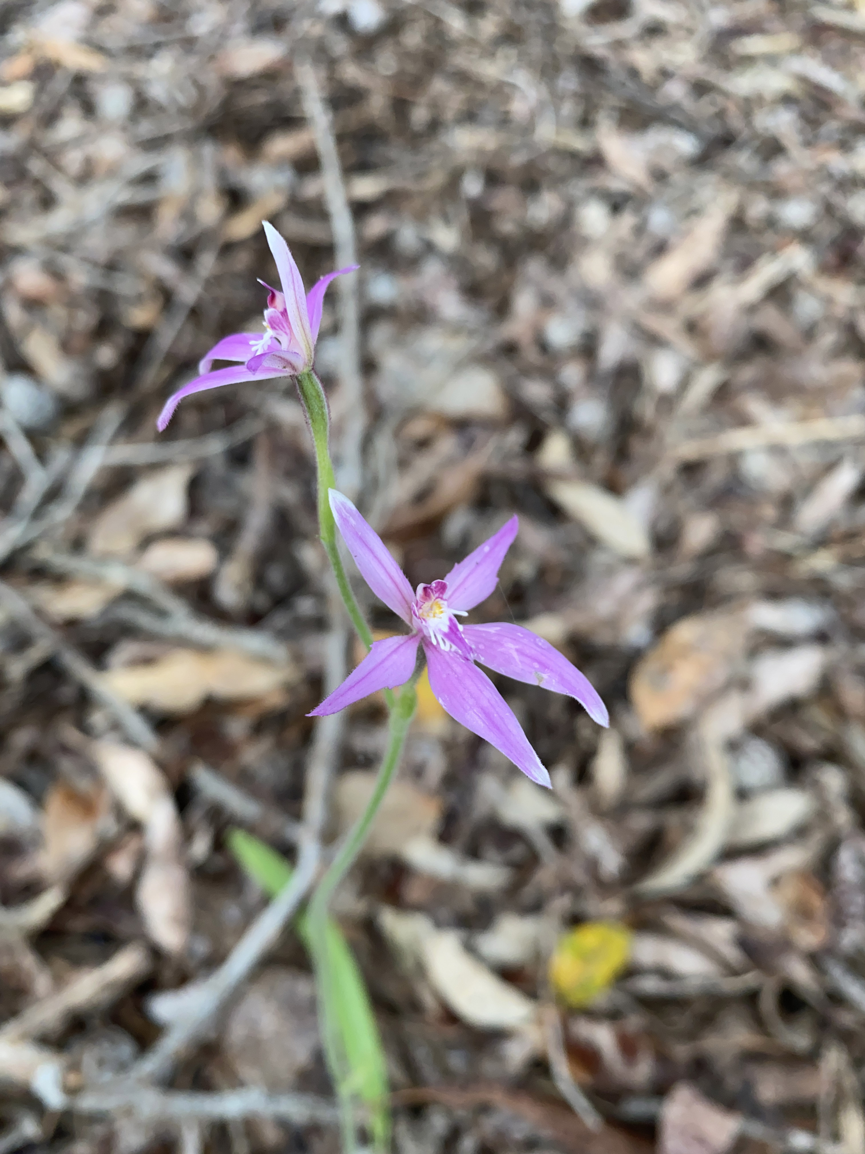 WP Flora Caladenia latifolia pink fairy orchid WEB