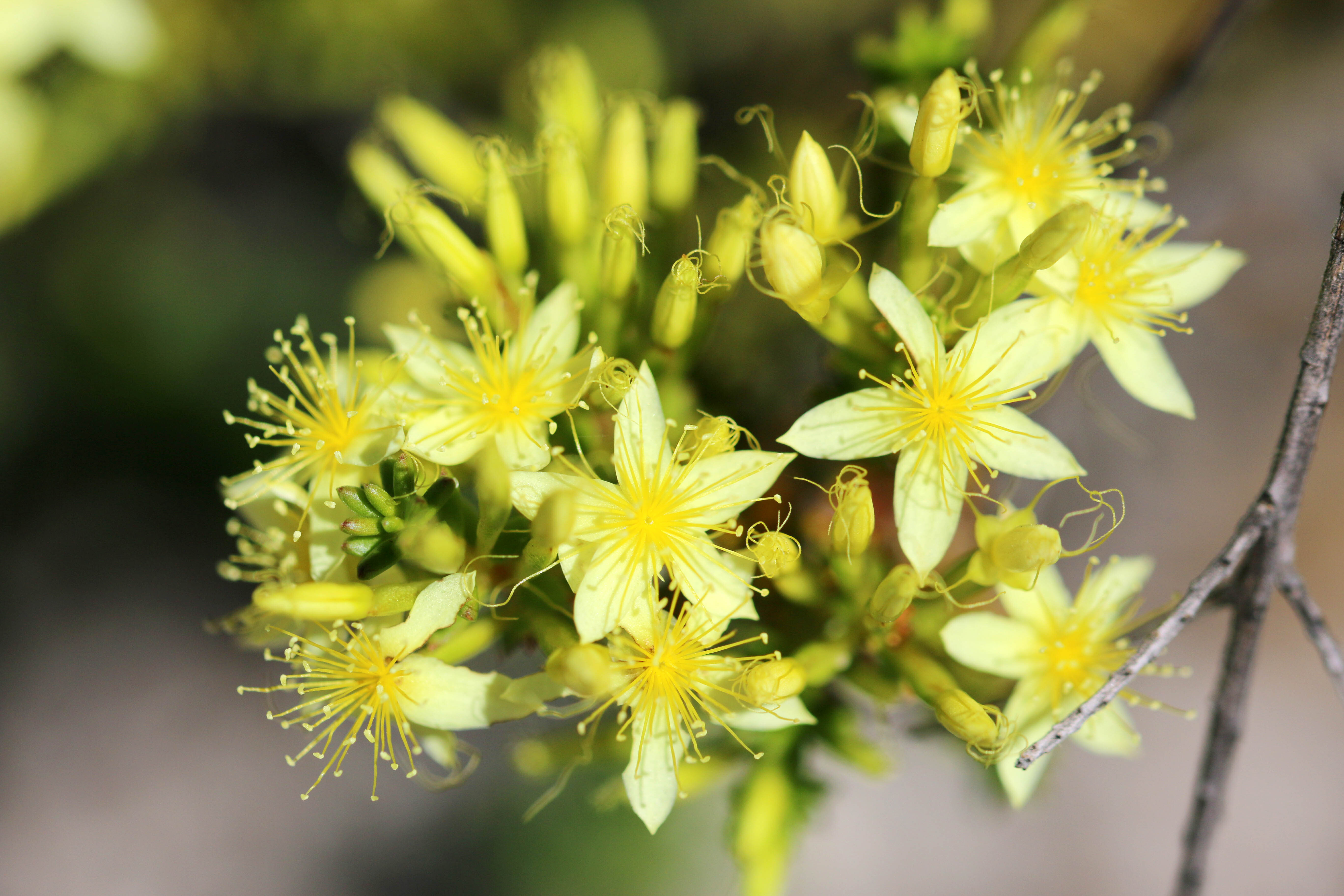 WP Flora Calytrix angulata yellow starflower 05 WEB