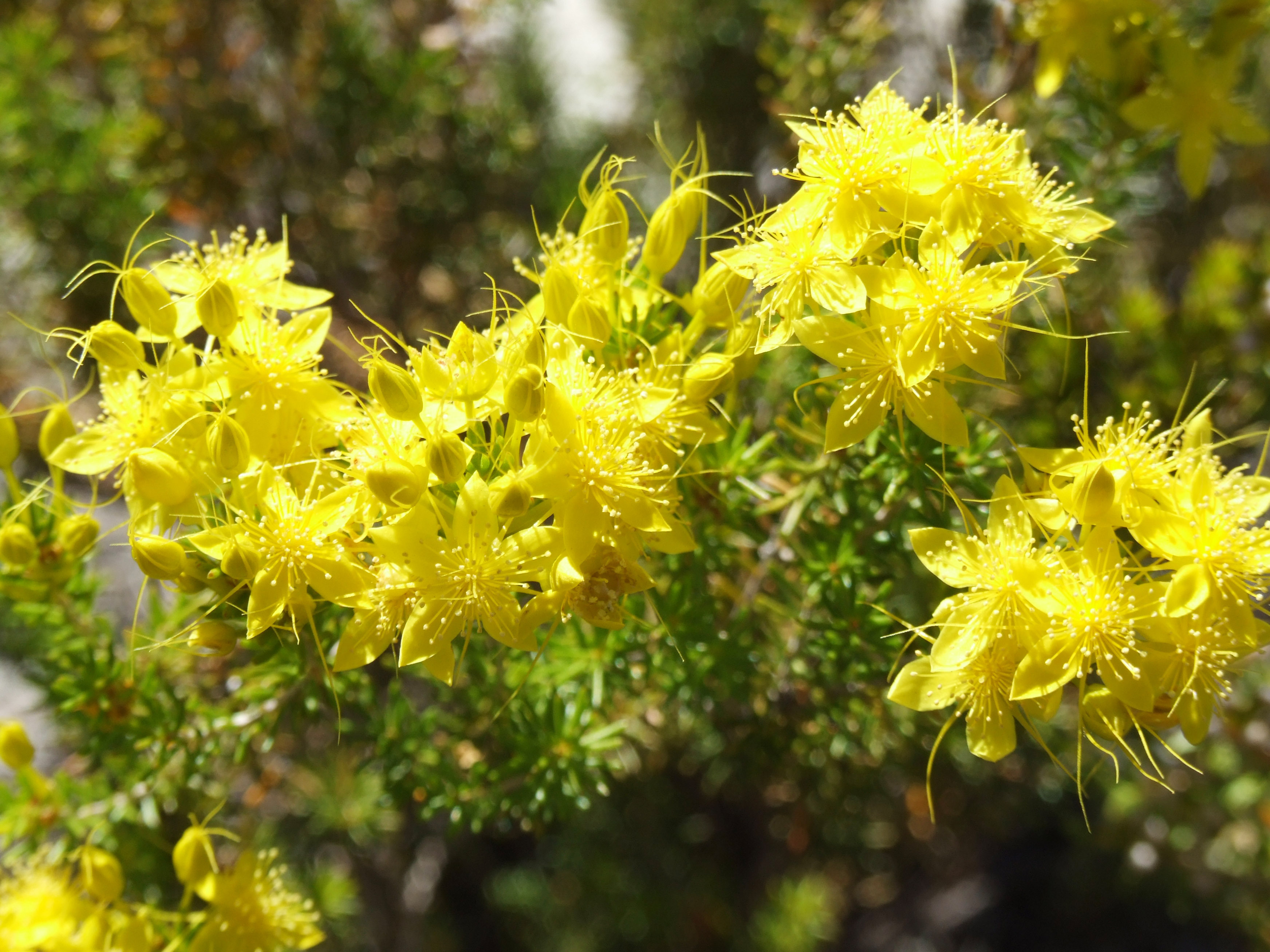 WP Flora Calytrix flavescens summer starflower 01 WEB