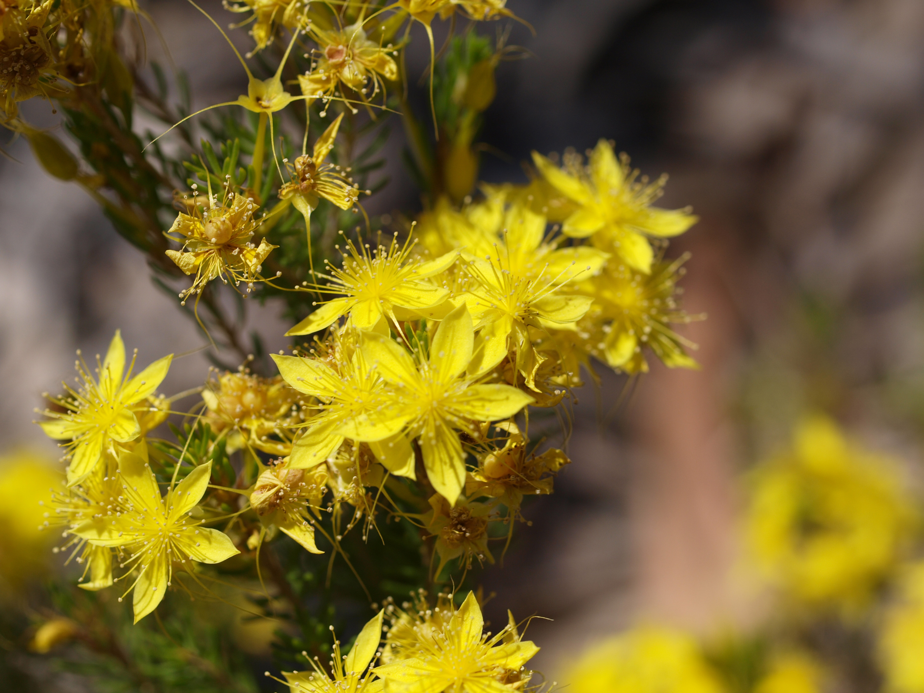 WP Flora Calytrix flavescens summer starflower 08 WEB