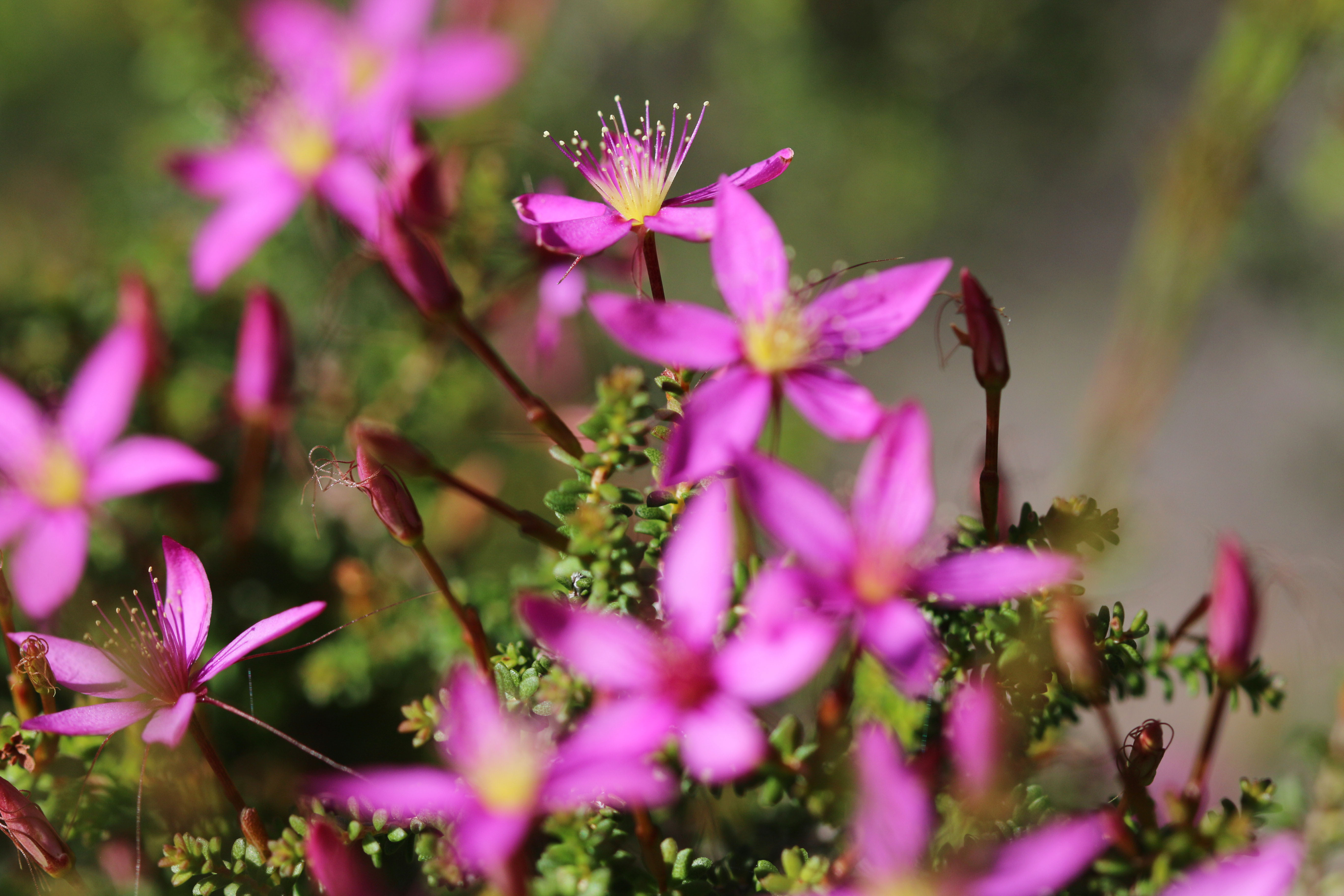 WP Flora Calytrix fraseri pink summer starflower 10 WEB