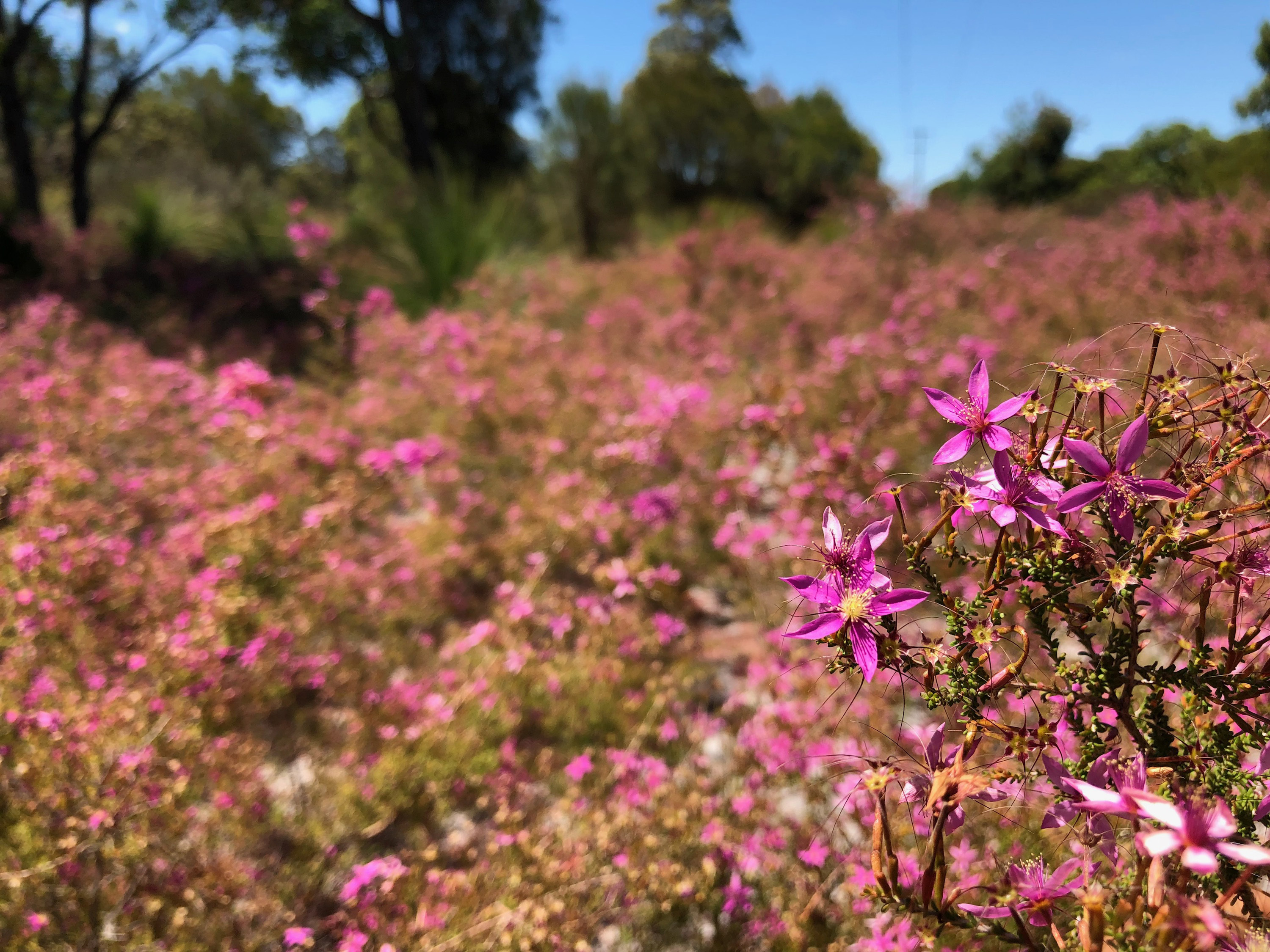 WP Flora Calytrix fraseri pink summer starflower 3 WEB