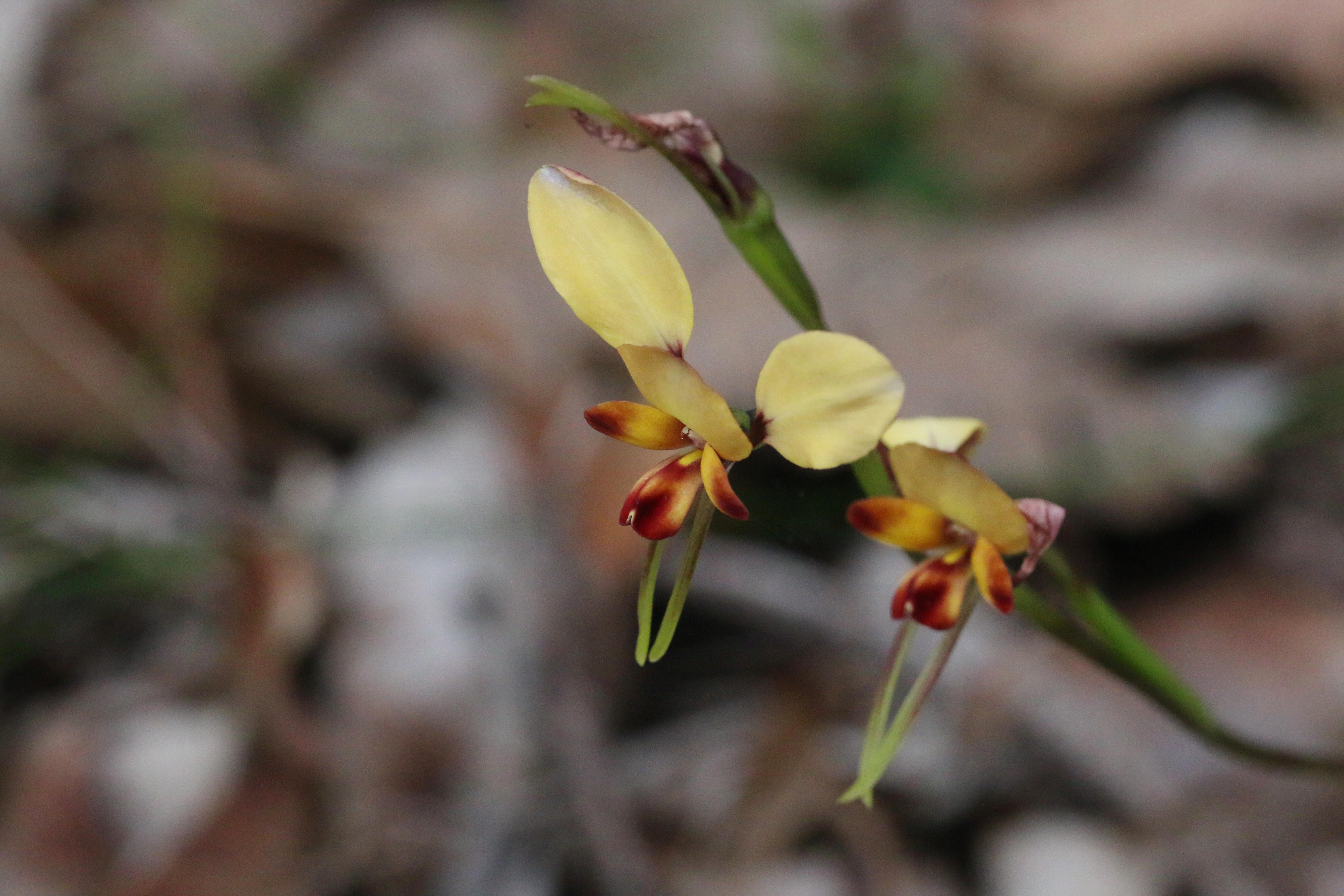 WP Flora Diuris corymbosa common donkey orchid WEB