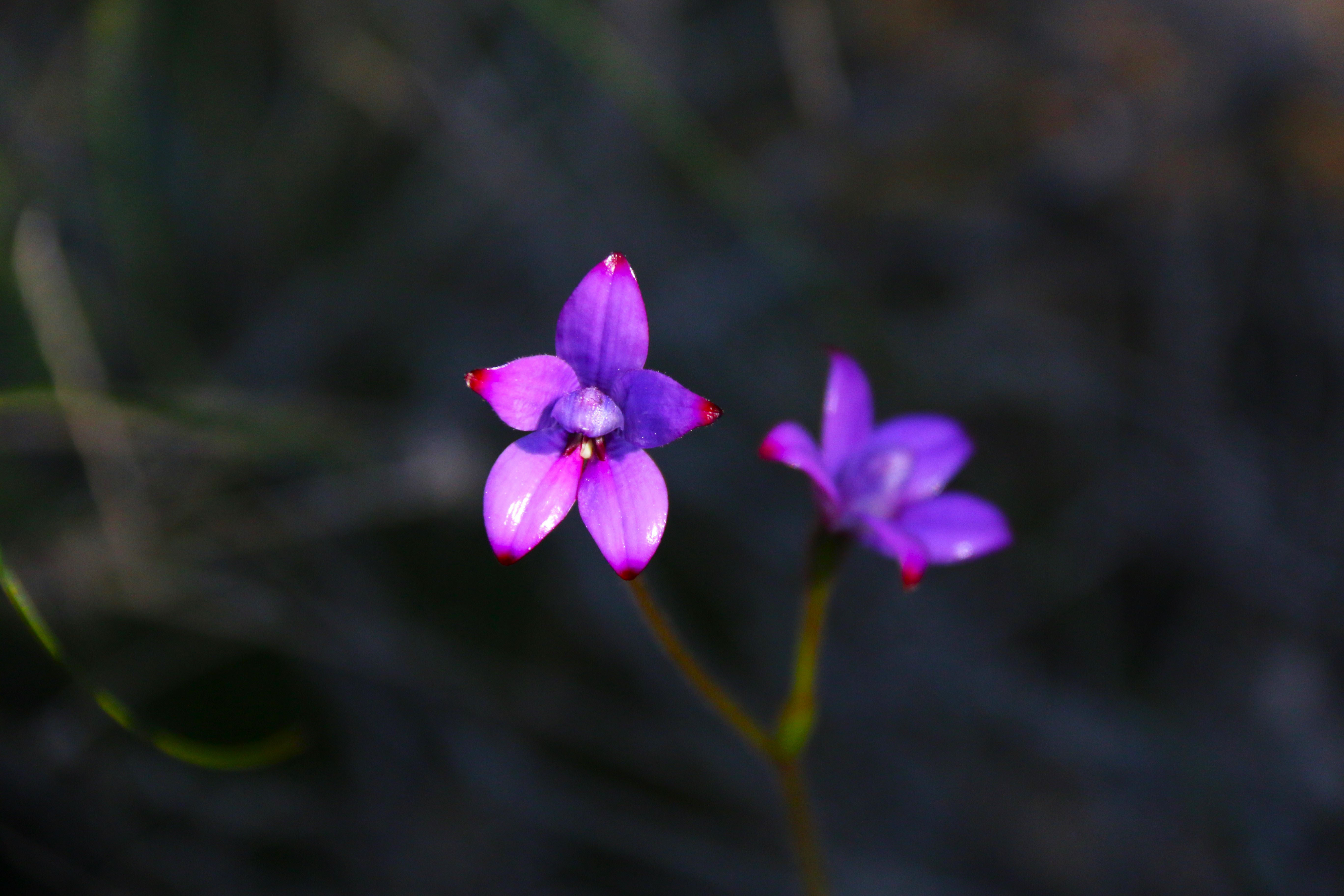 WP Flora Elythranthera brunonis purple enamel orchid WEB 2