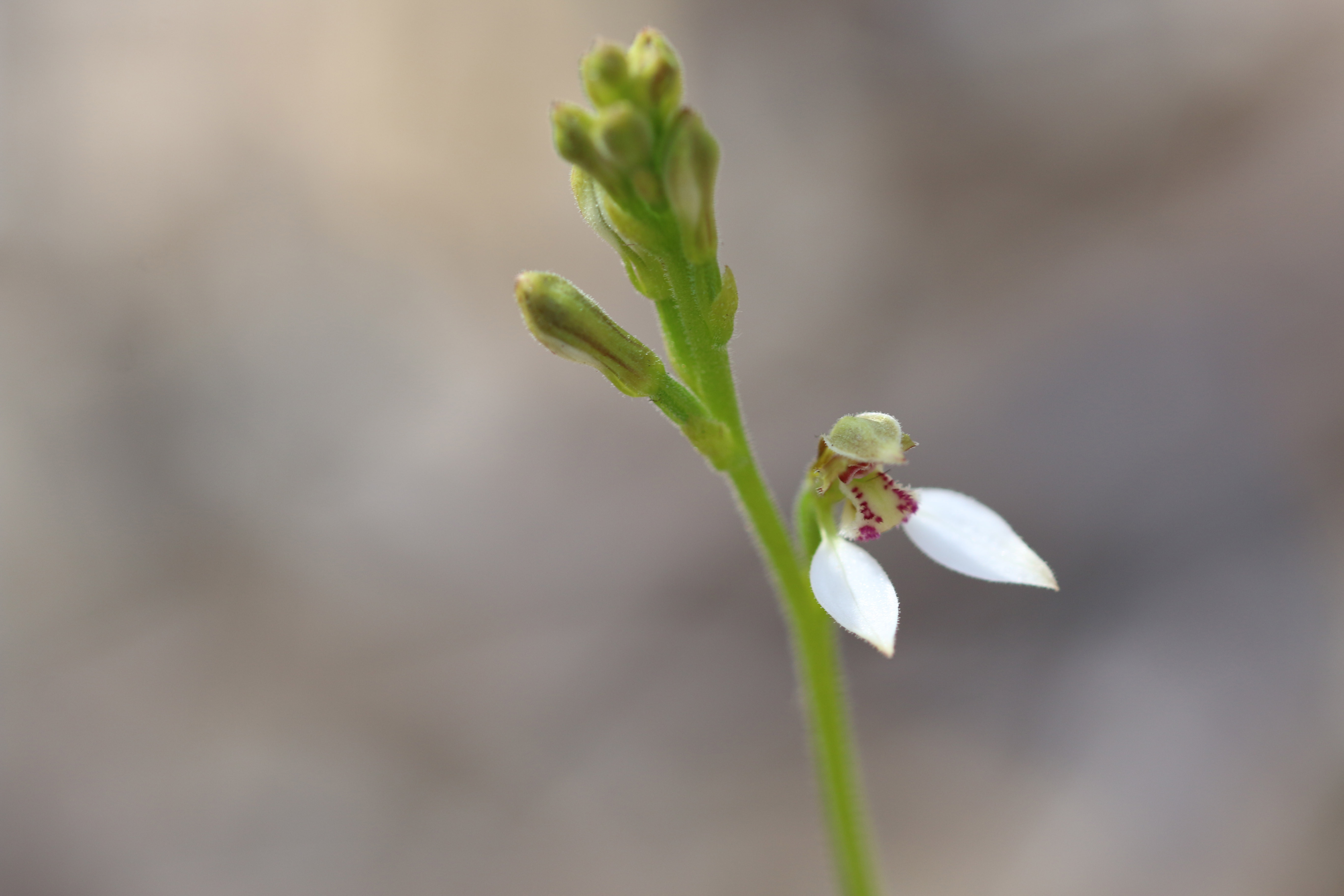 WP Flora Eriochius dilatatus white bunny orchid WEB