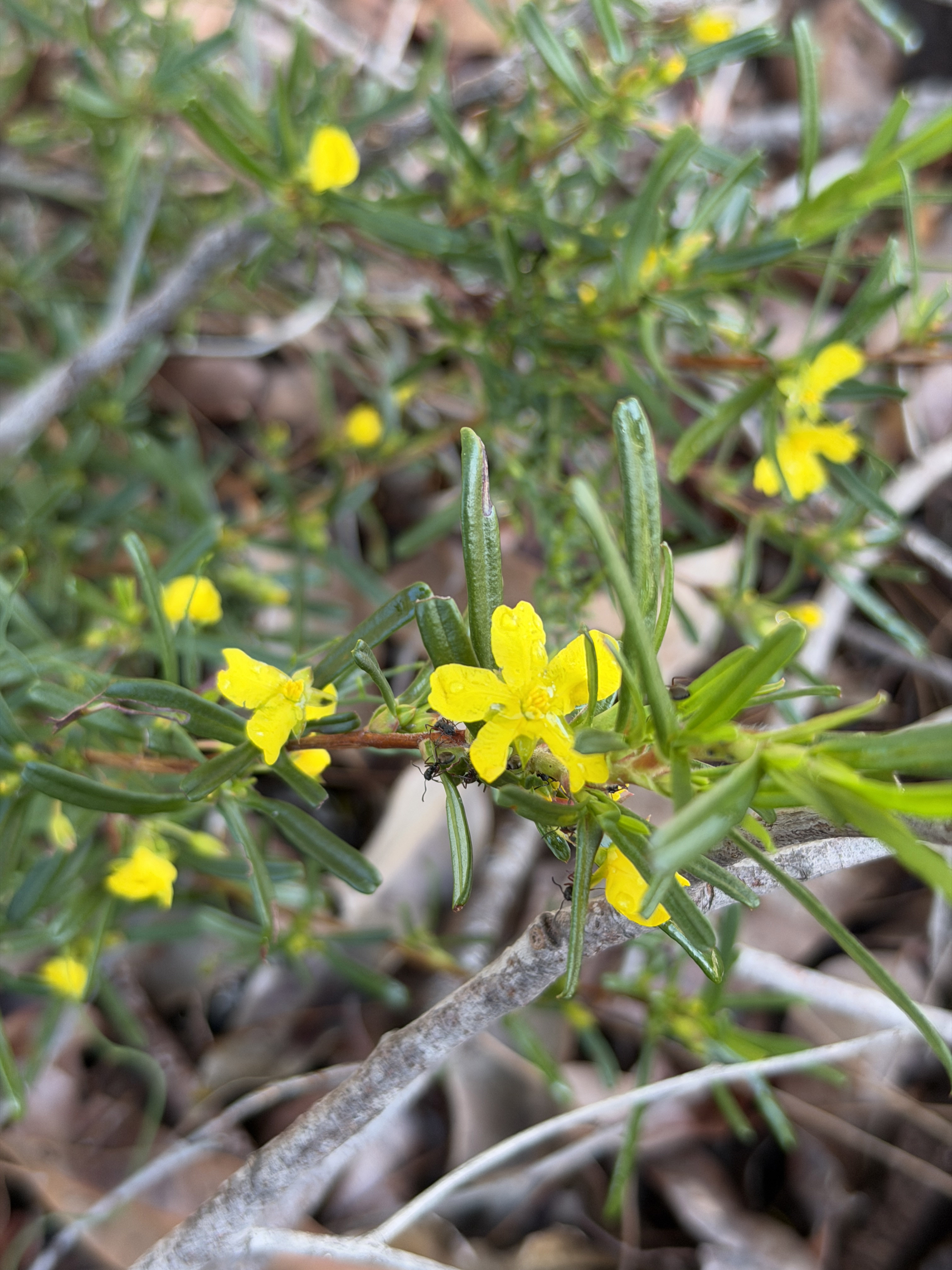 WP Flora Hibbertia racemosa stalked guinea flower 01 WEB