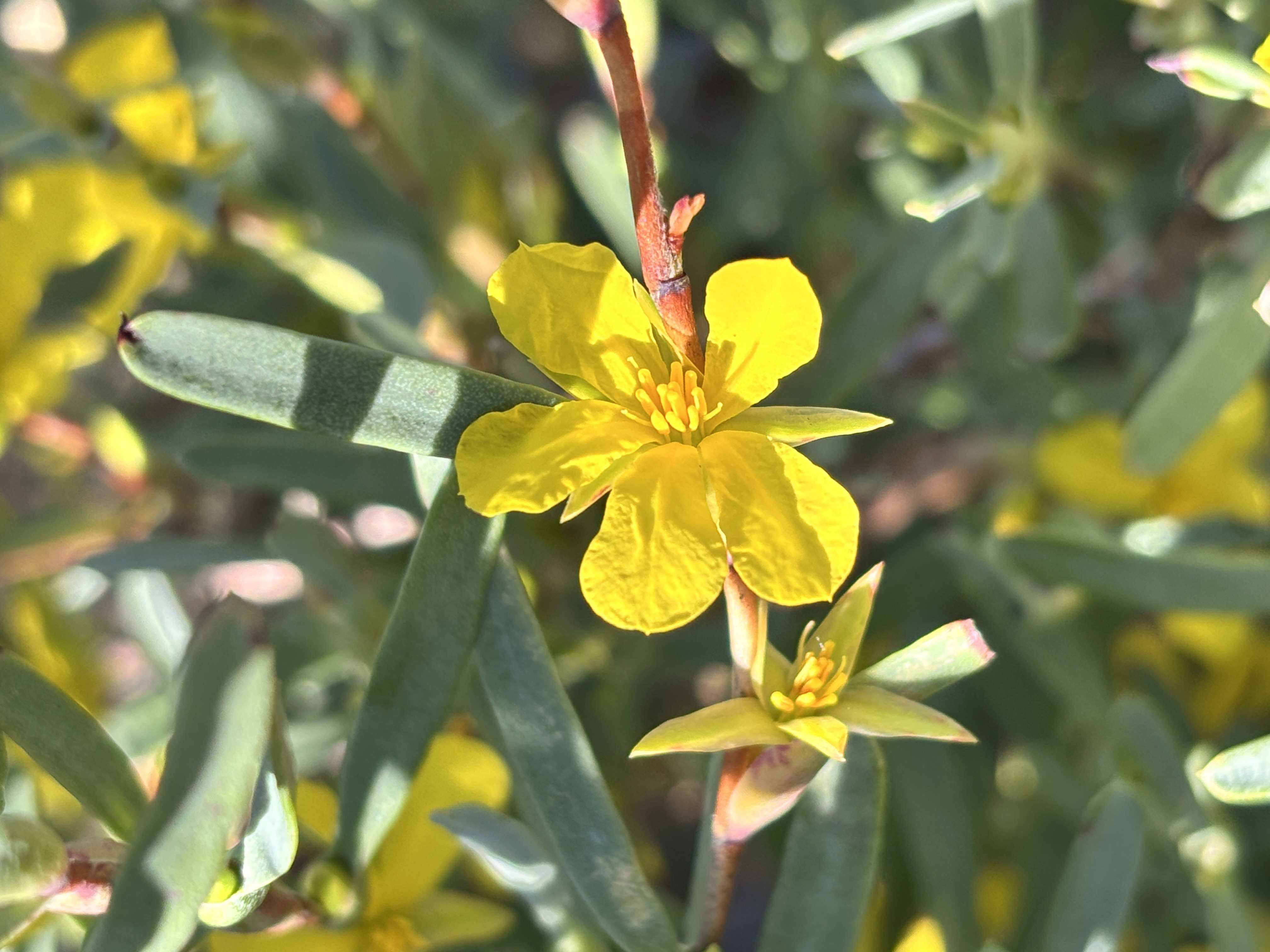 WP Flora Hibbertia subvaginata 02 WEB
