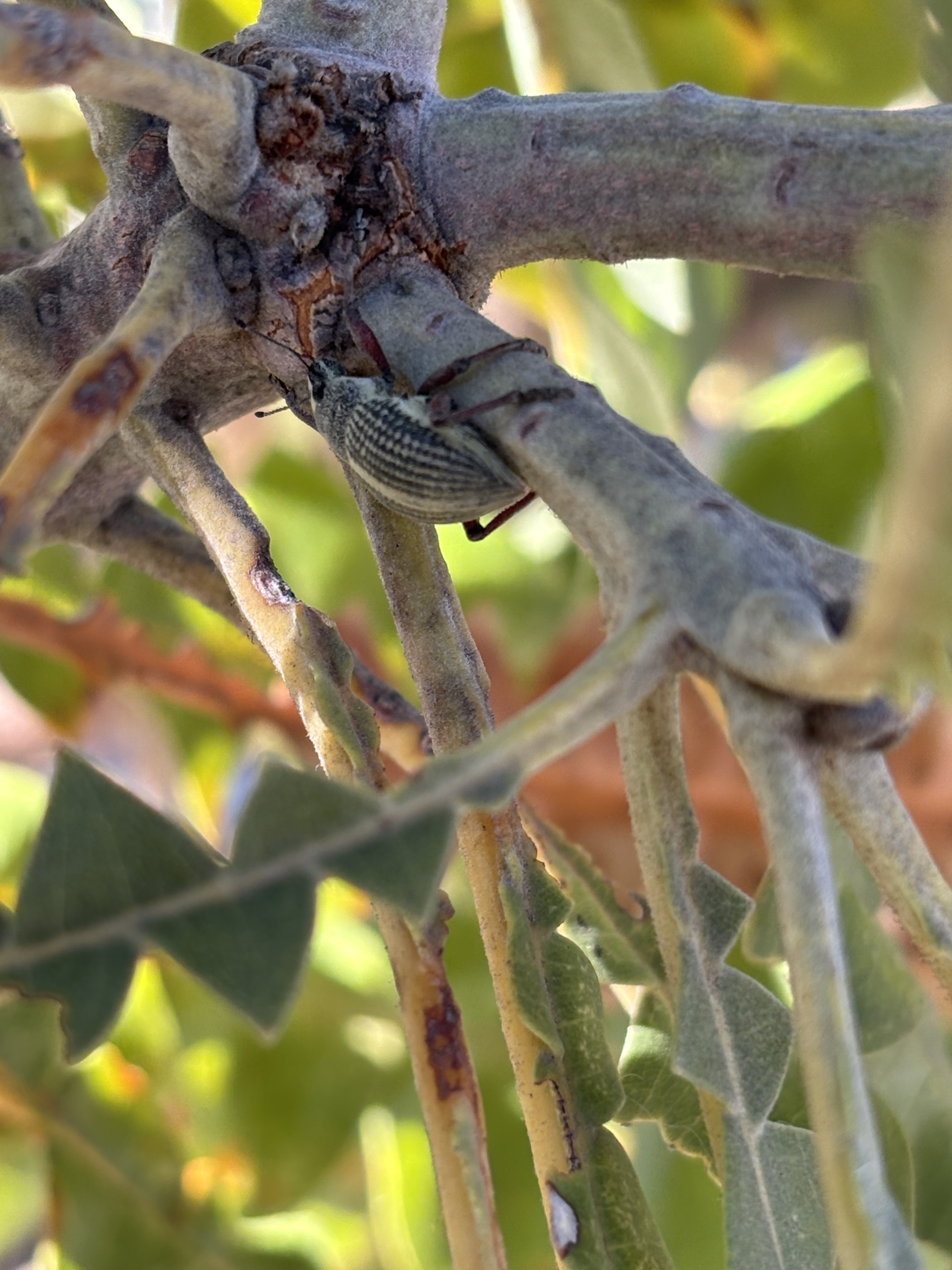 W Pfauna weevil on bull banksia 02