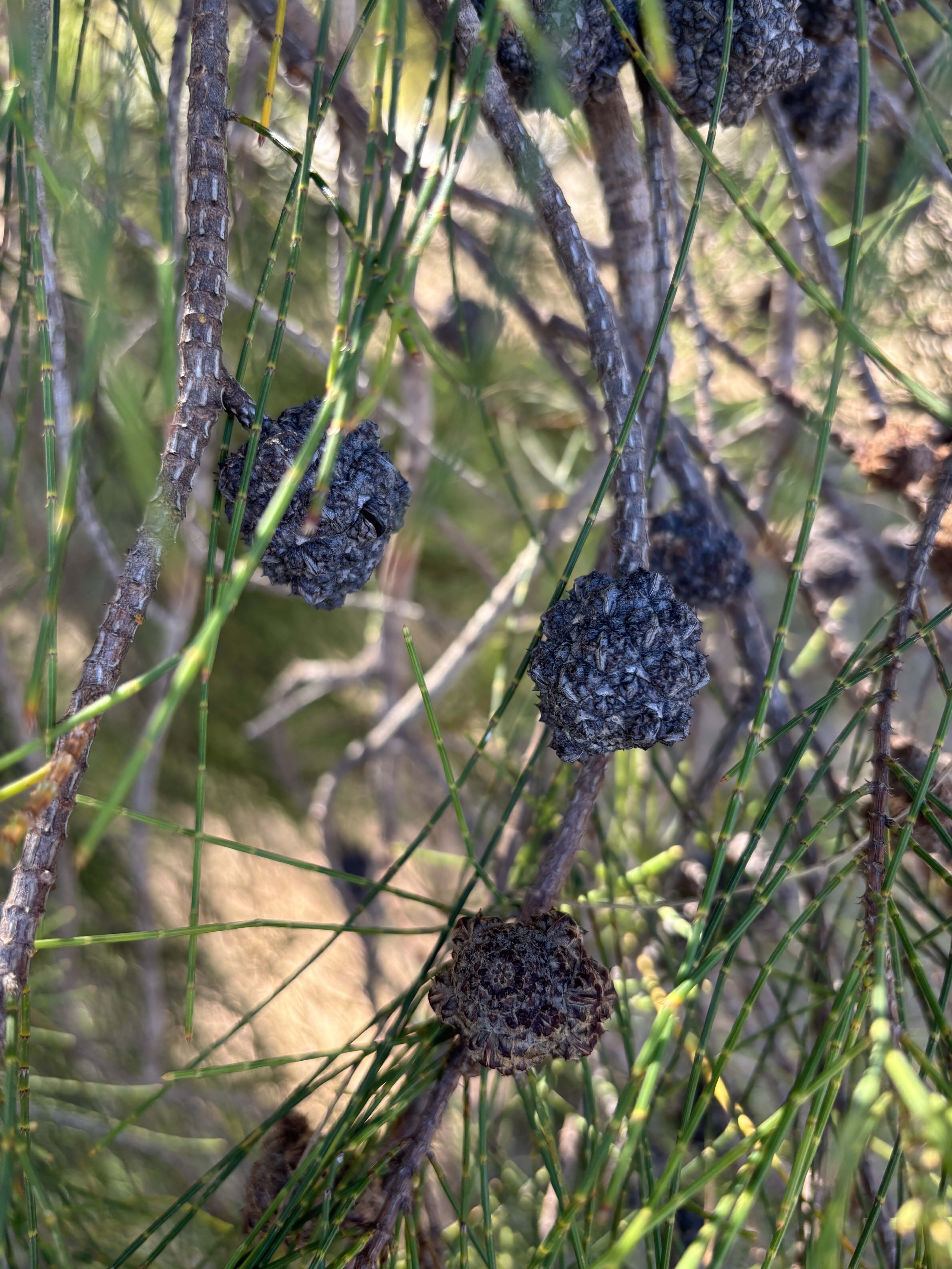 W Pflora Allocasuarina fraseriana sheoak female cones 01 WEB