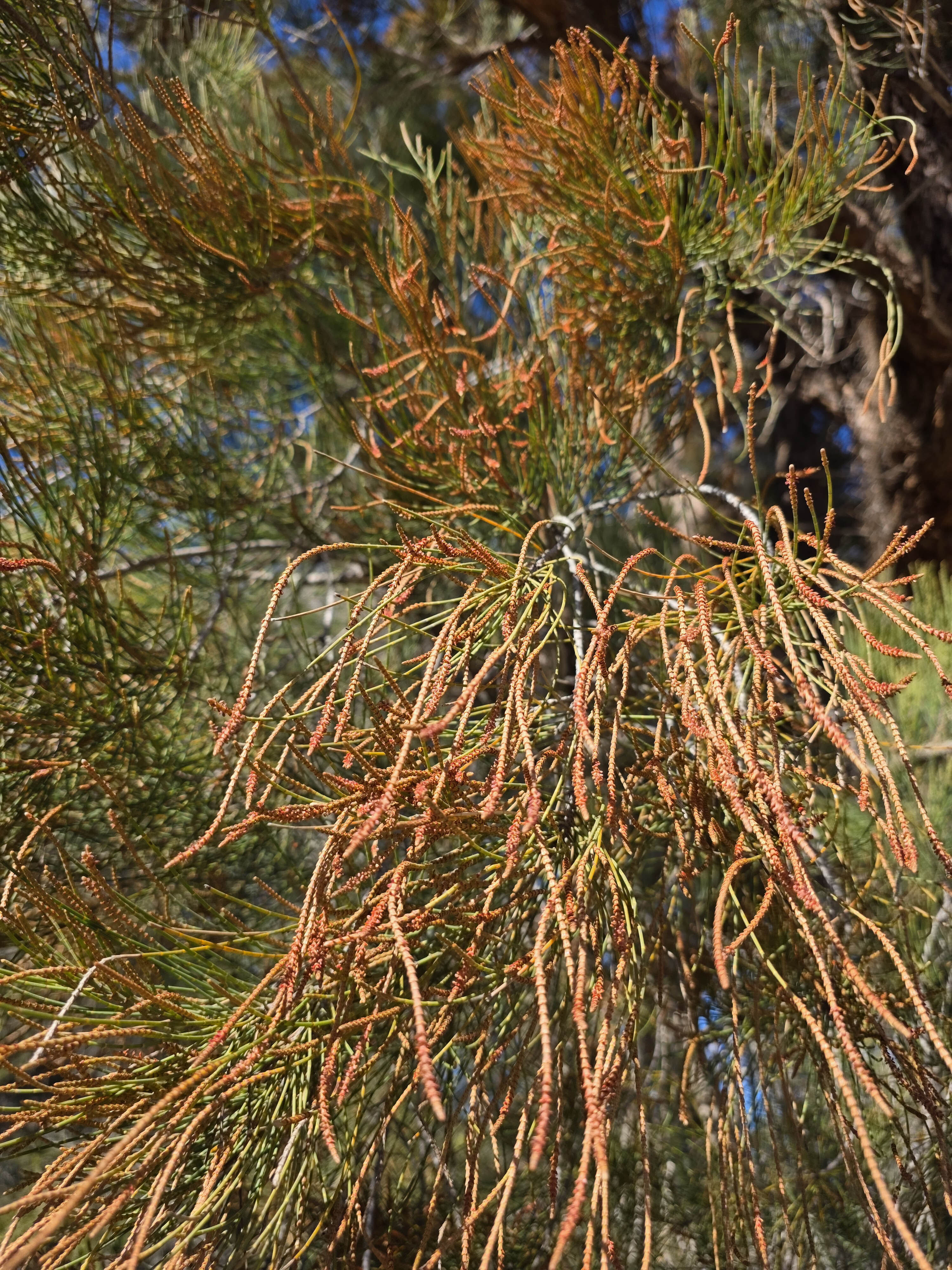 W Pflora Allocasuarina fraseriana sheoak male bloom 01 WEB