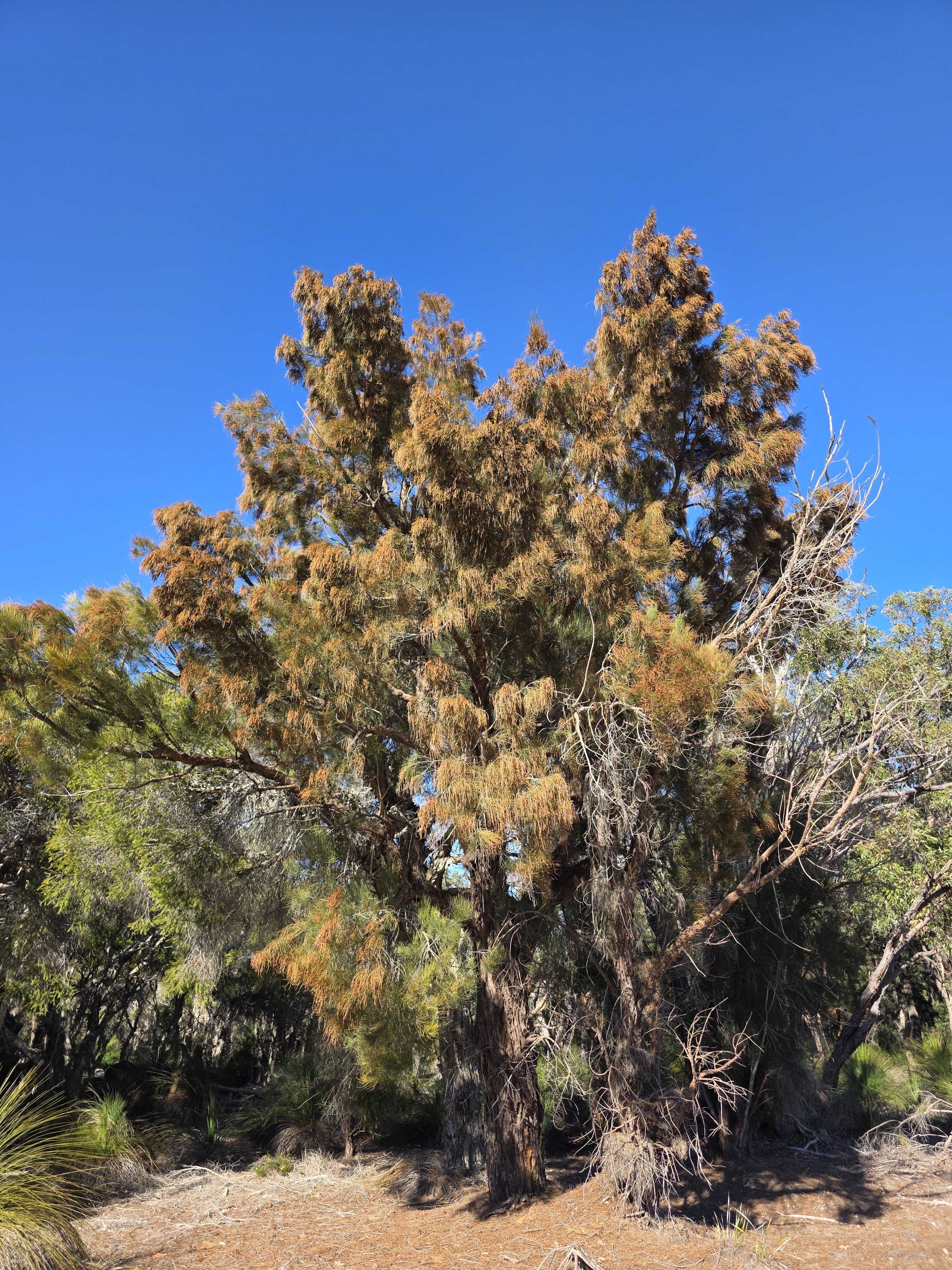 W Pflora Allocasuarina fraseriana sheoak male bloom 02 WEB