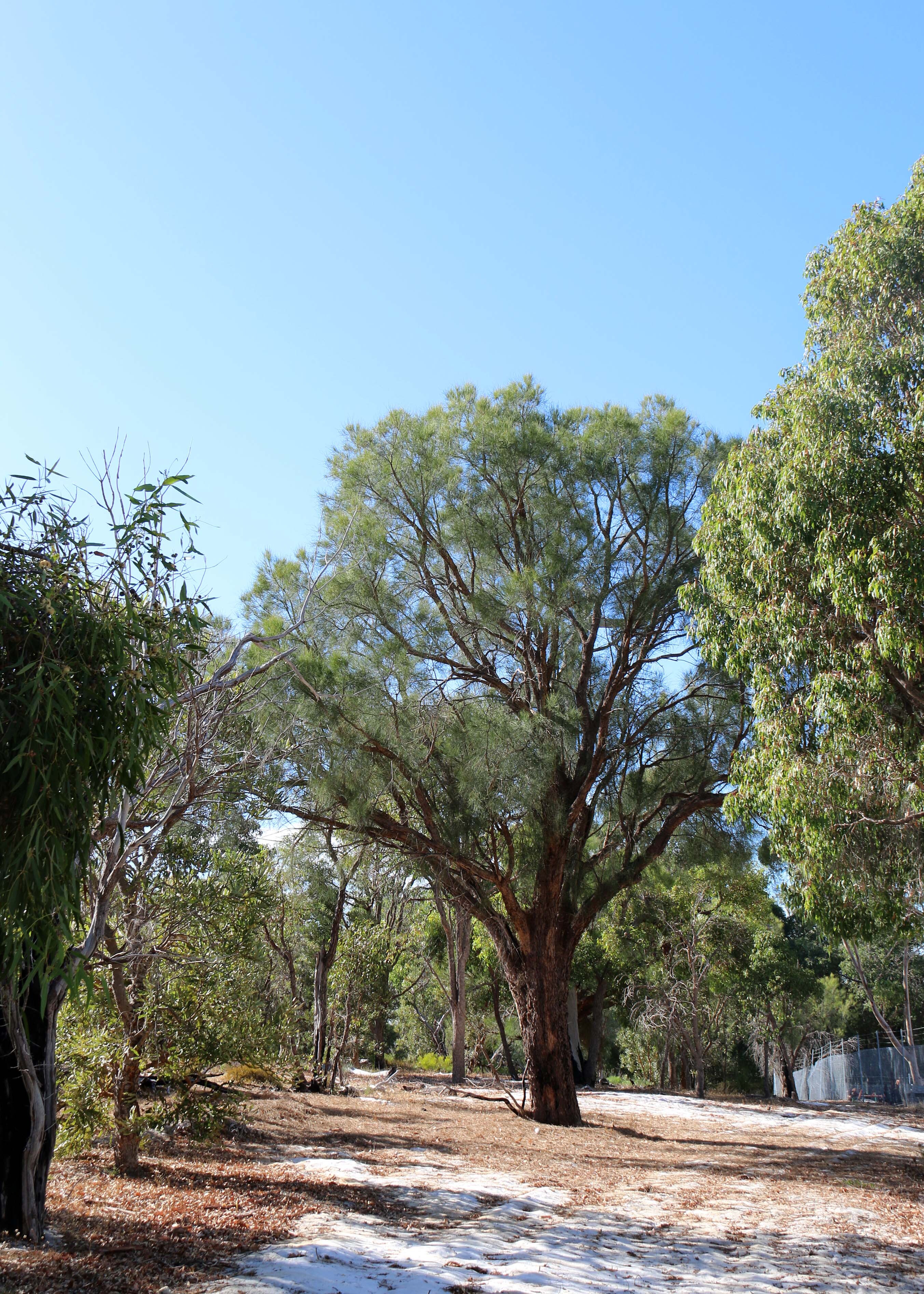 W Pflora Allocasuarina fraseriana sheoak tree 01 WEB
