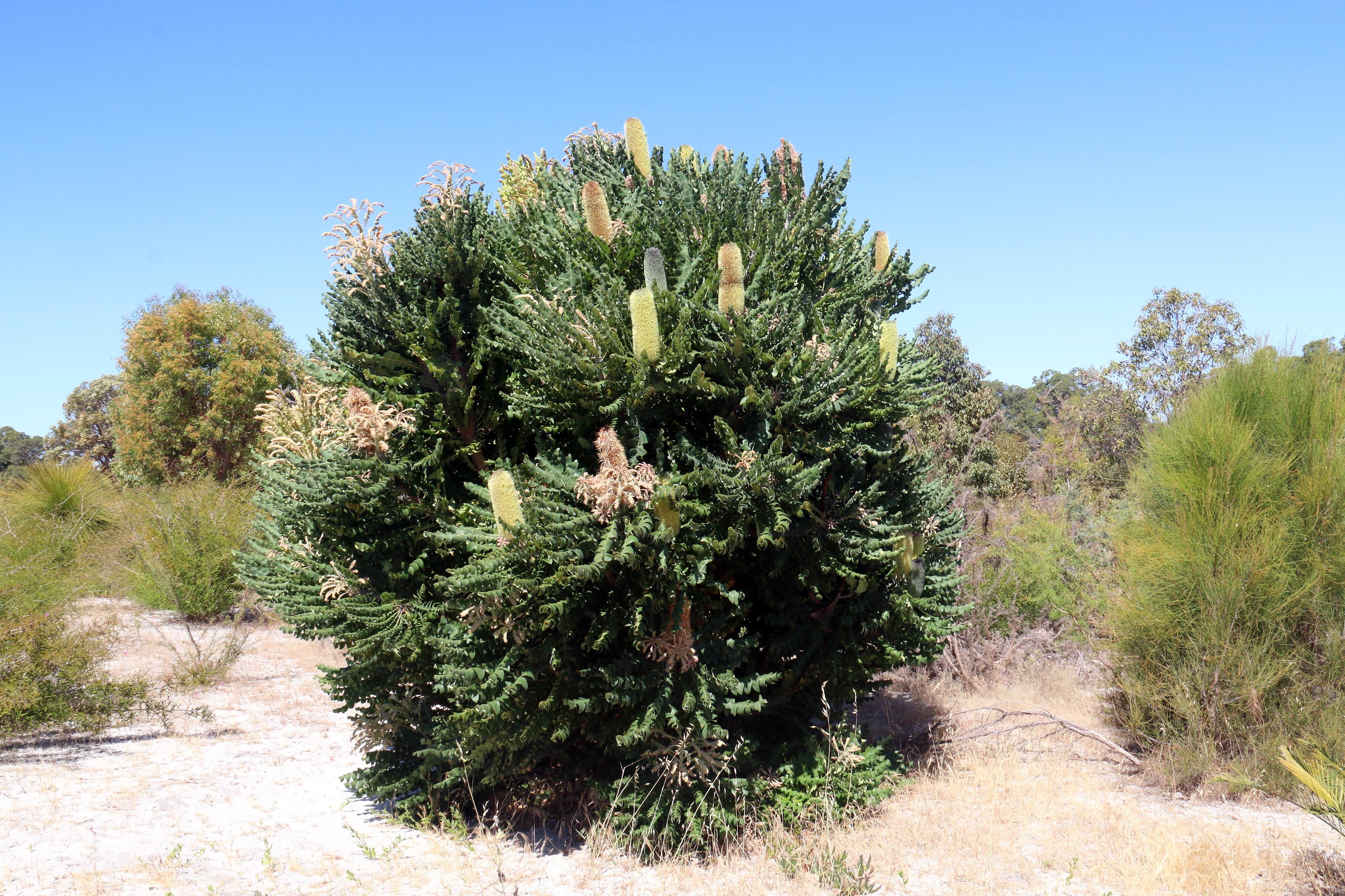 W Pflora Banksia grandis bull banksia tree 01 WEB