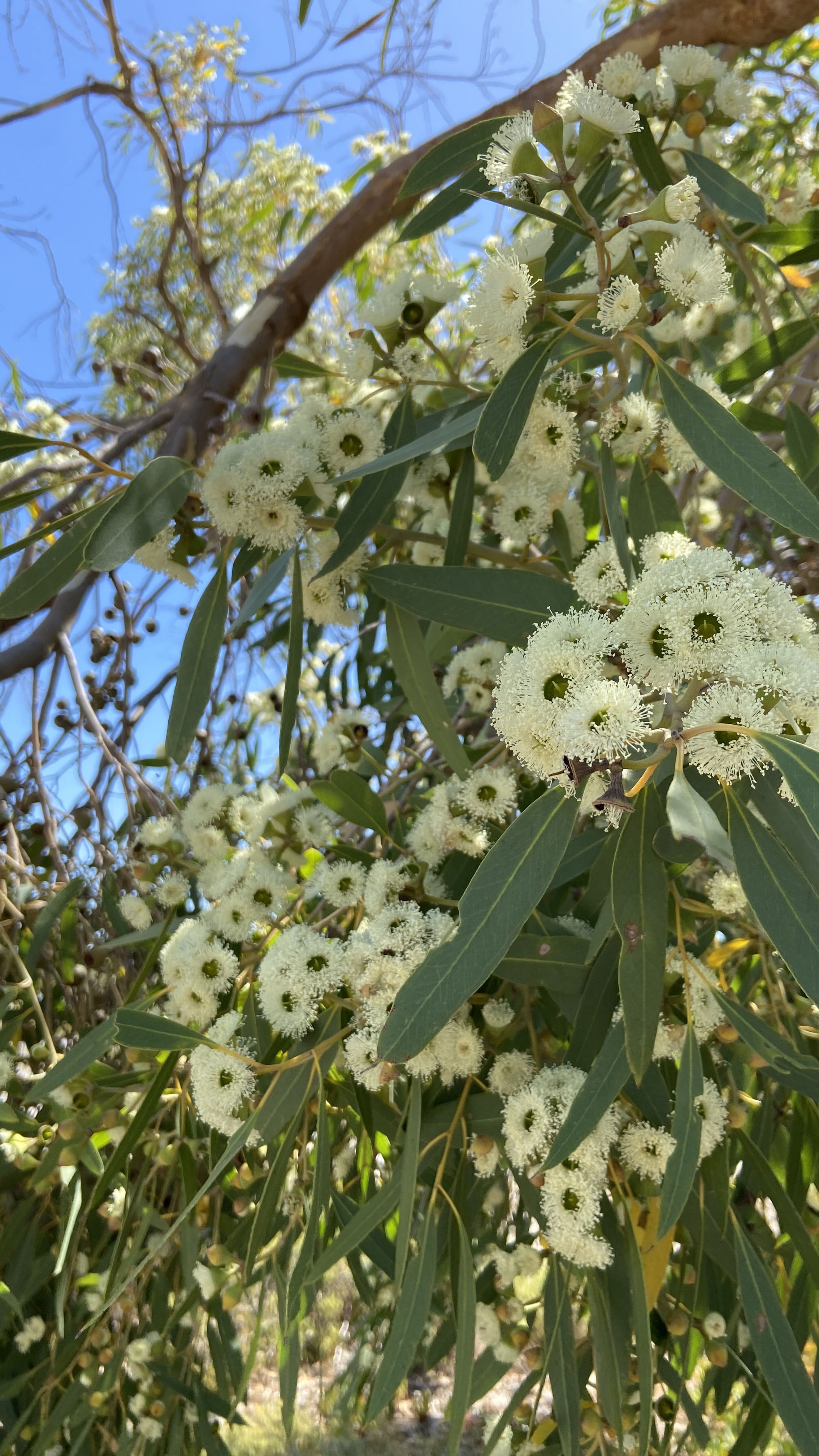 W Pflora Eucalyptus todtiana pricklybark flowers 01 WEB