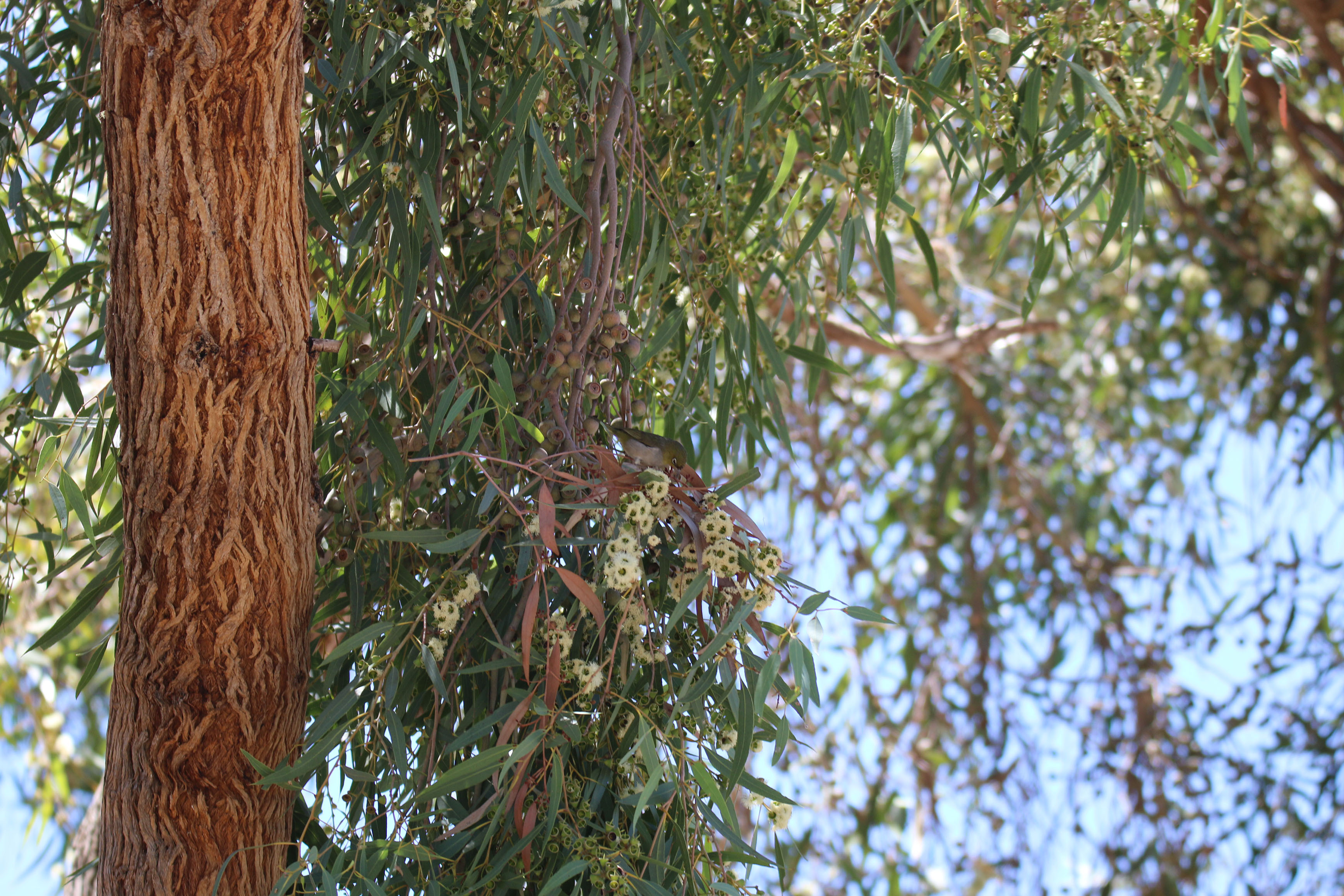W Pflora Eucalyptus todtiana silvereye feeding on pricklybark WEB