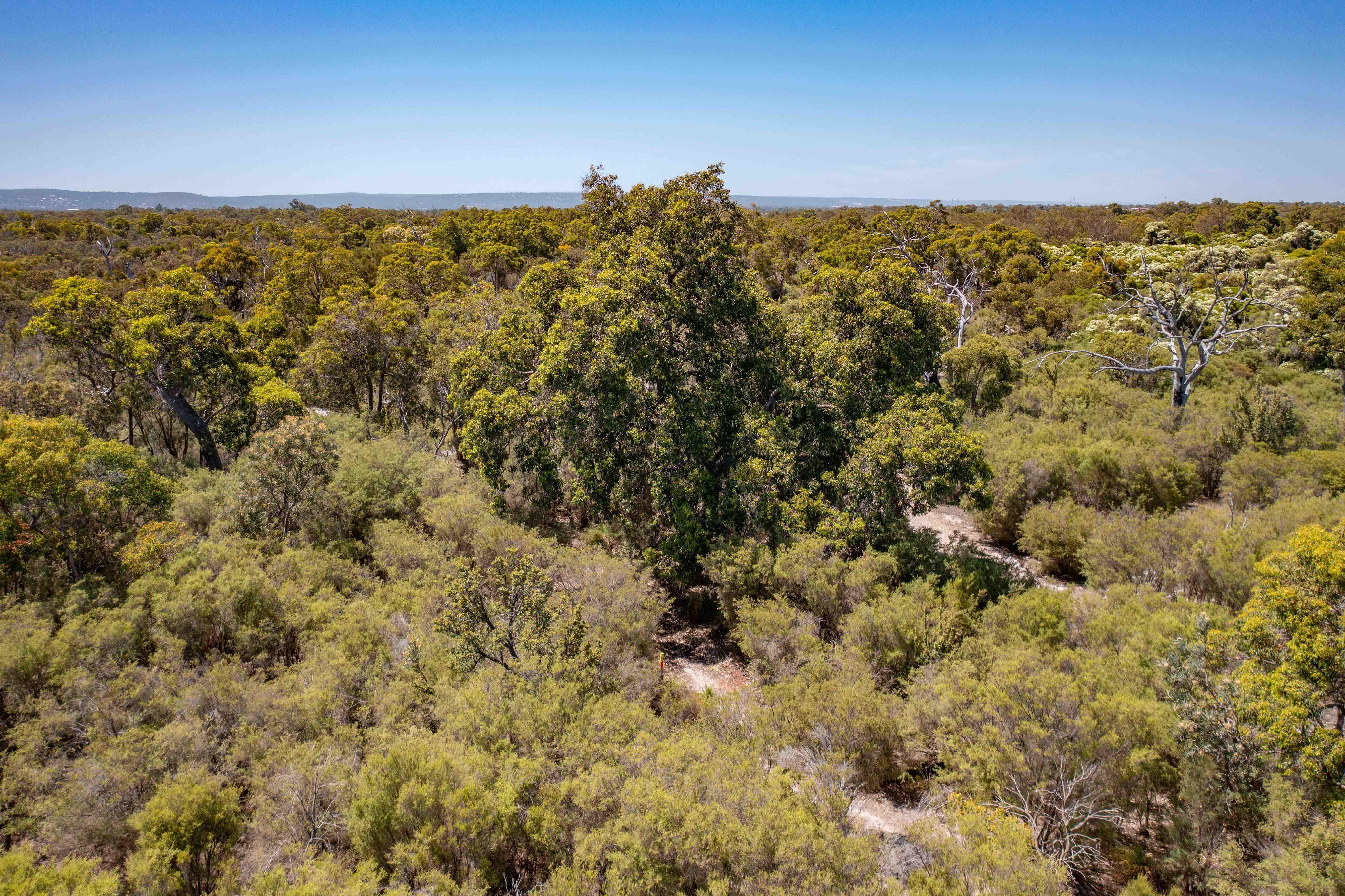 Whiteman Park canopy looking east towards the scarp WEB BANNER