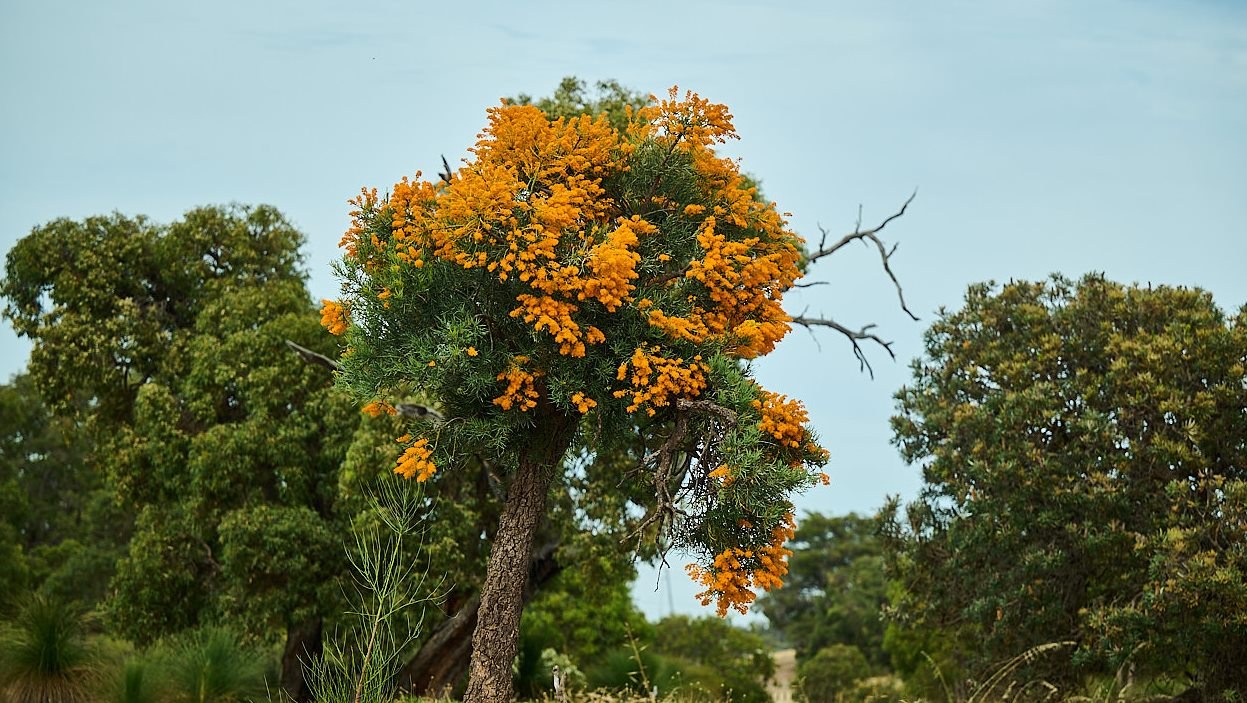 Whiteman Park flora Moodjar are iconic to WA