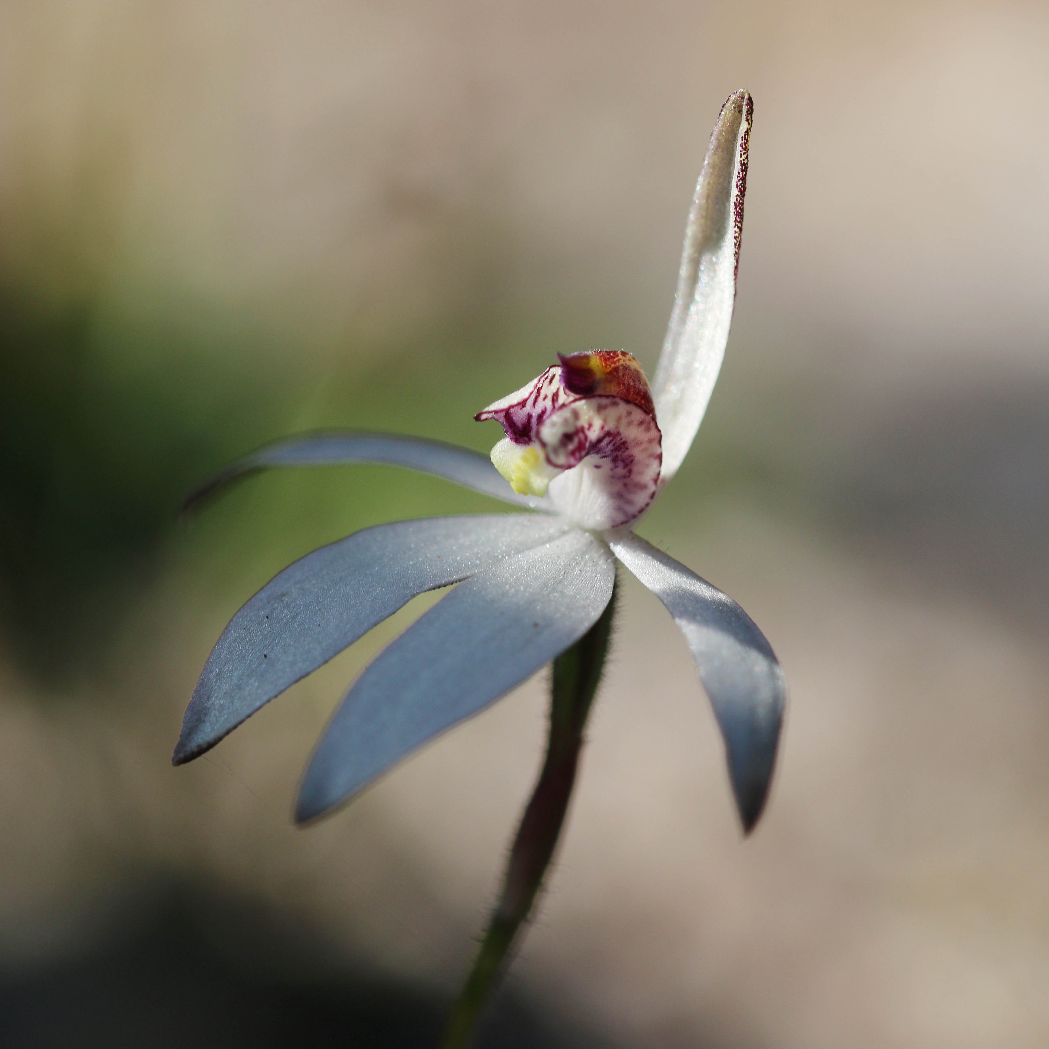 Whiteman Park flora sugar orchid Eriksonella saccharata WEB
