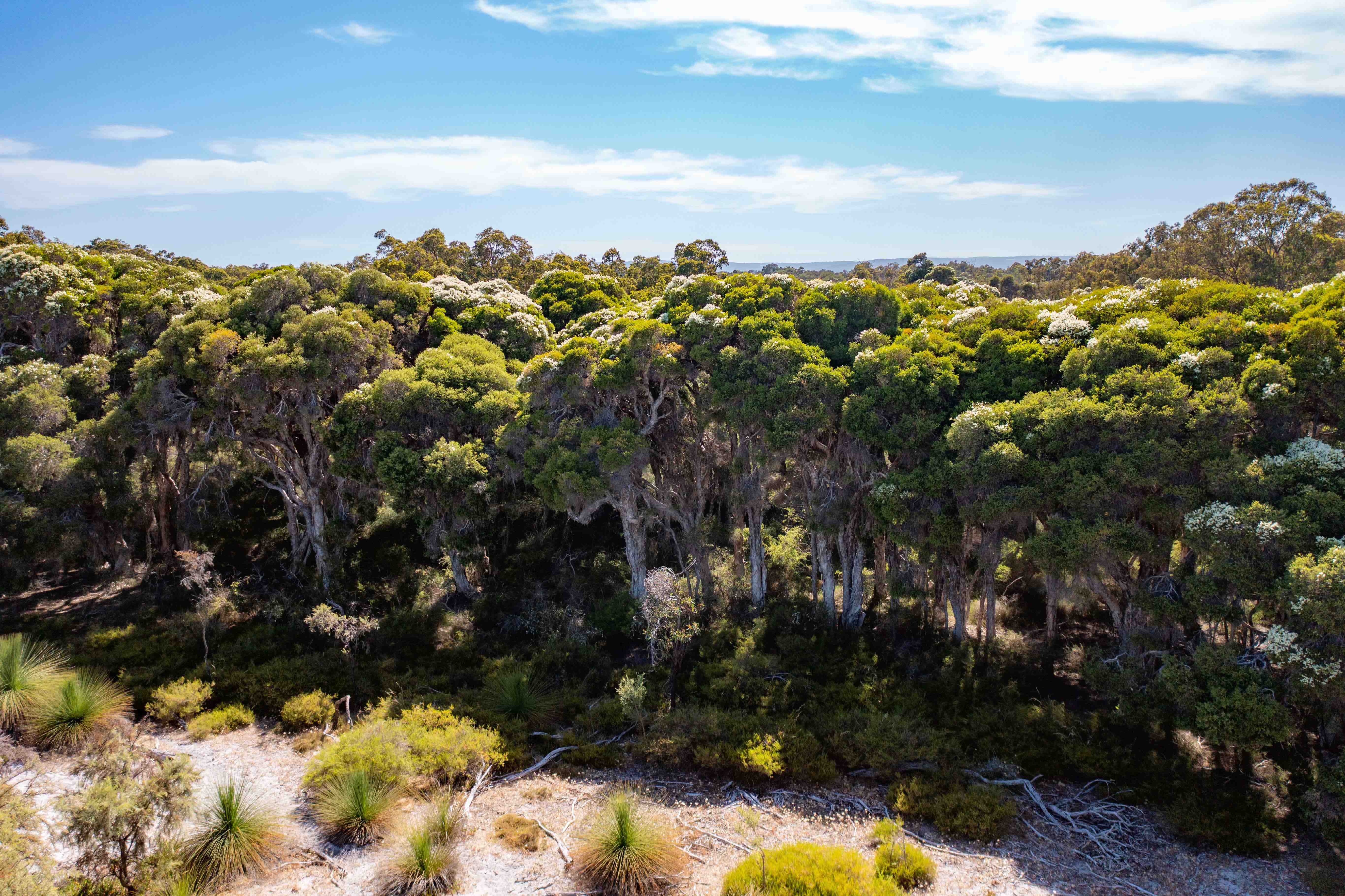 Whiteman Park paperbarks along Bennett Brook tributary WEB BANNER