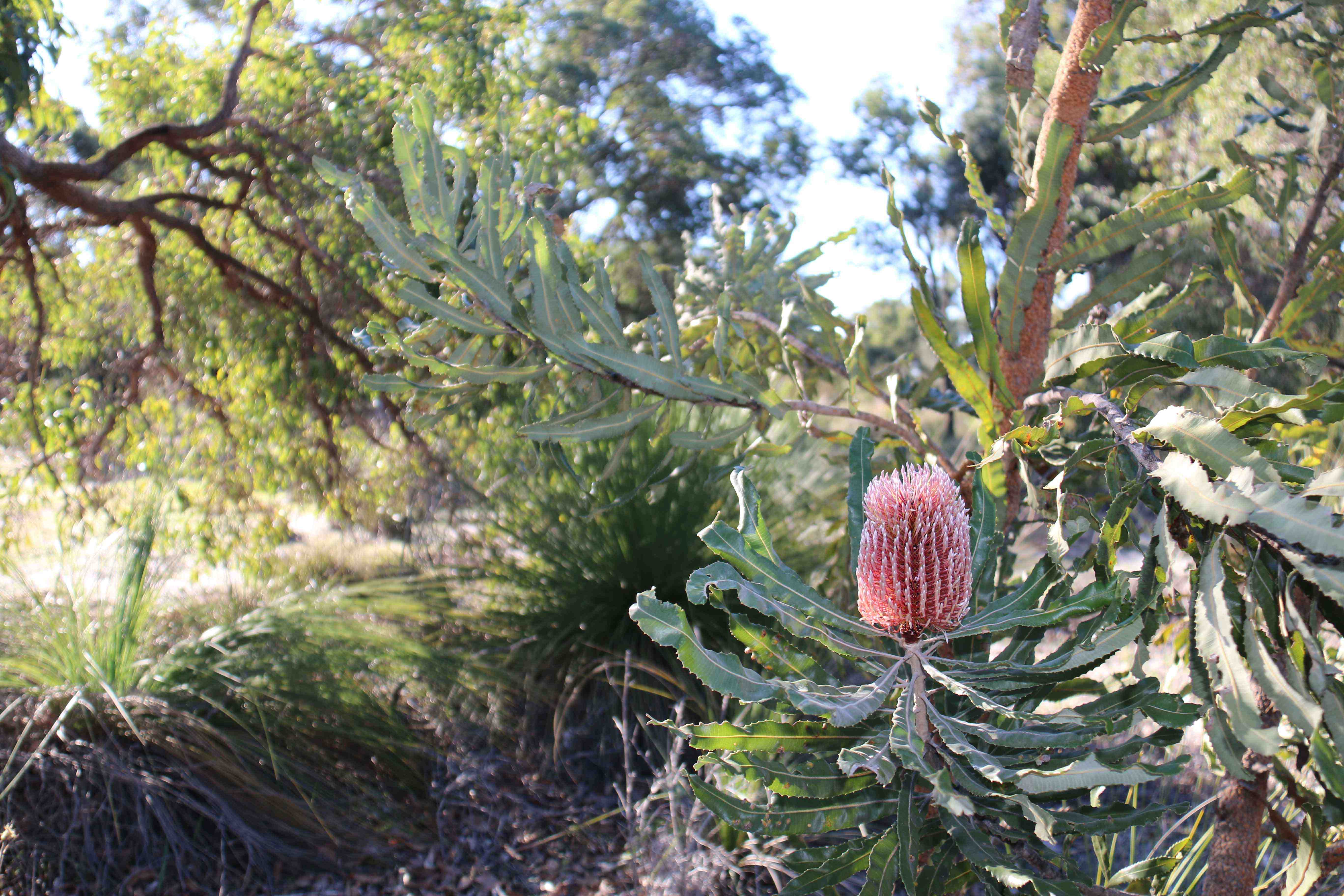 Whiteman Parks banksia woodlands