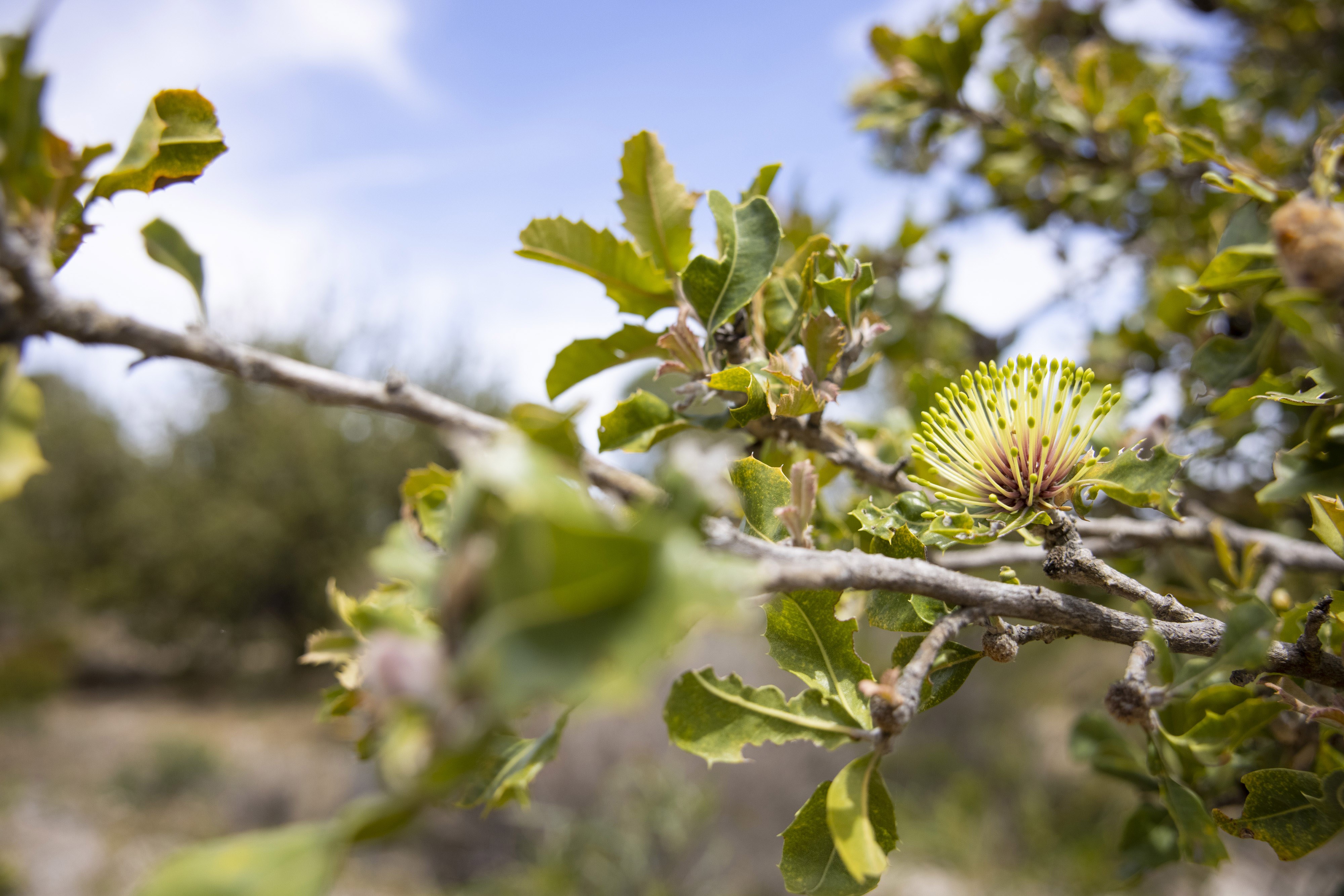 Whiteman Park Flora holly leaved banksia