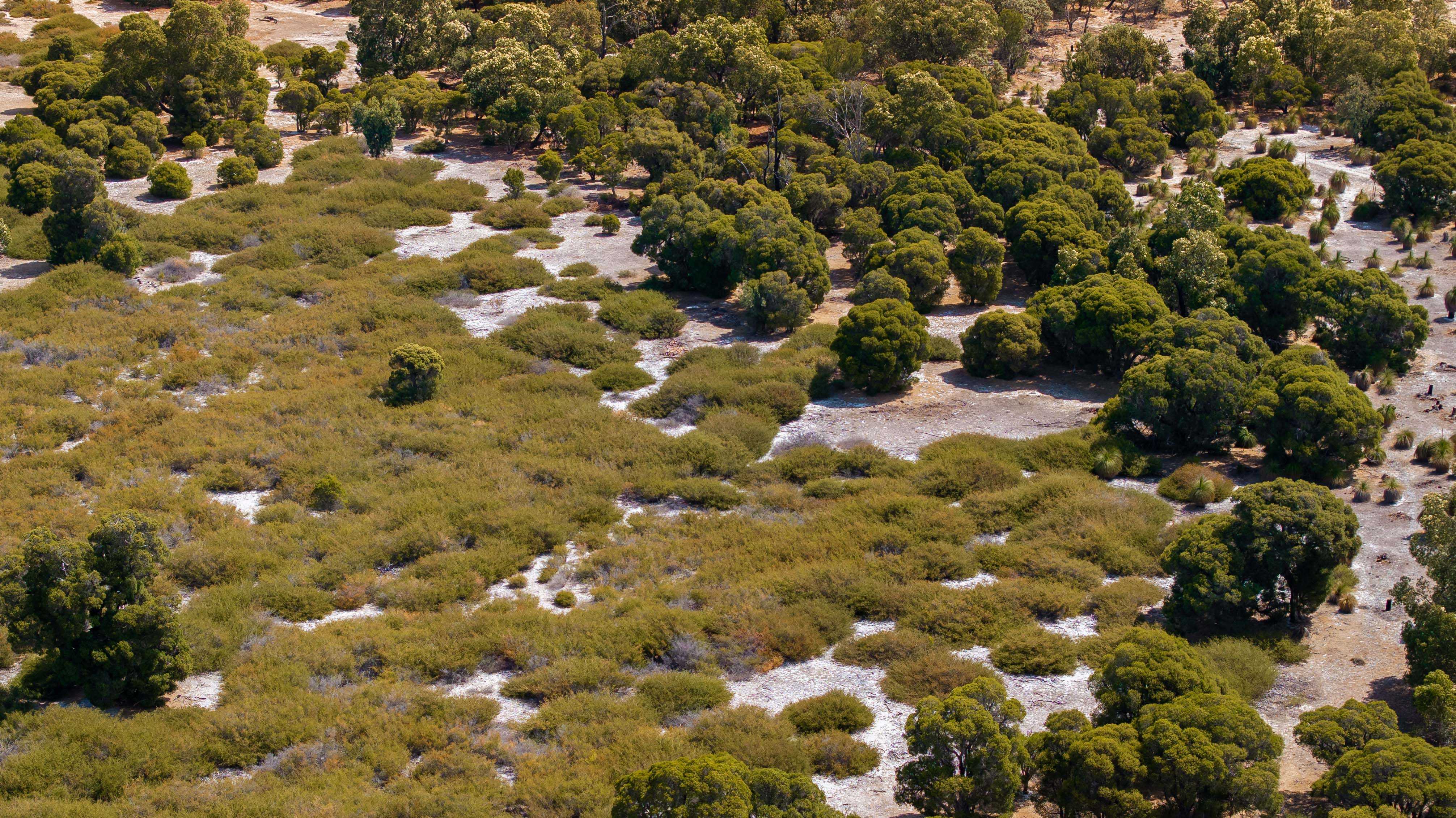 Heathlands Whiteman Park Flora Habitat WEB
