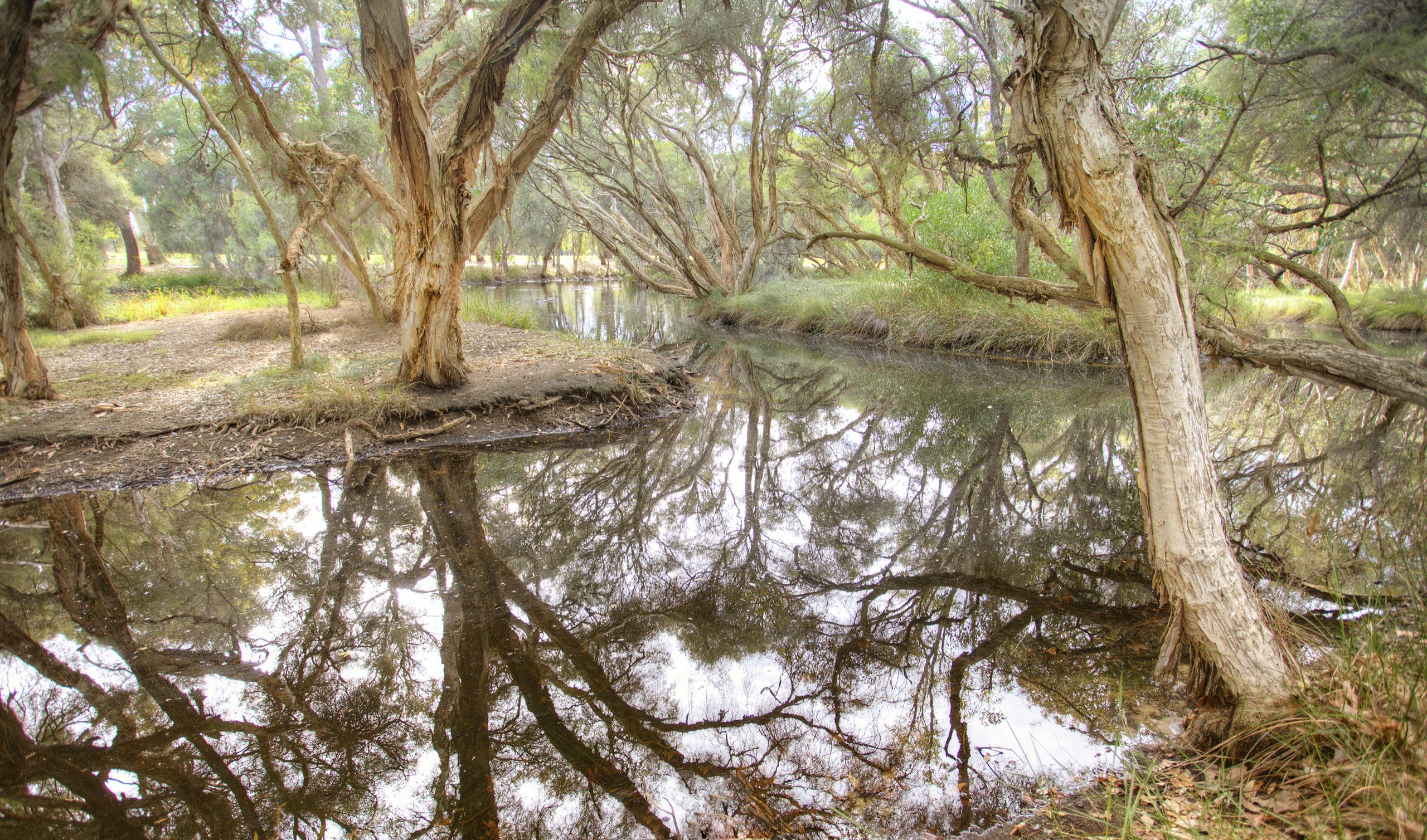 Mussel Pool - paperbarks - landscape