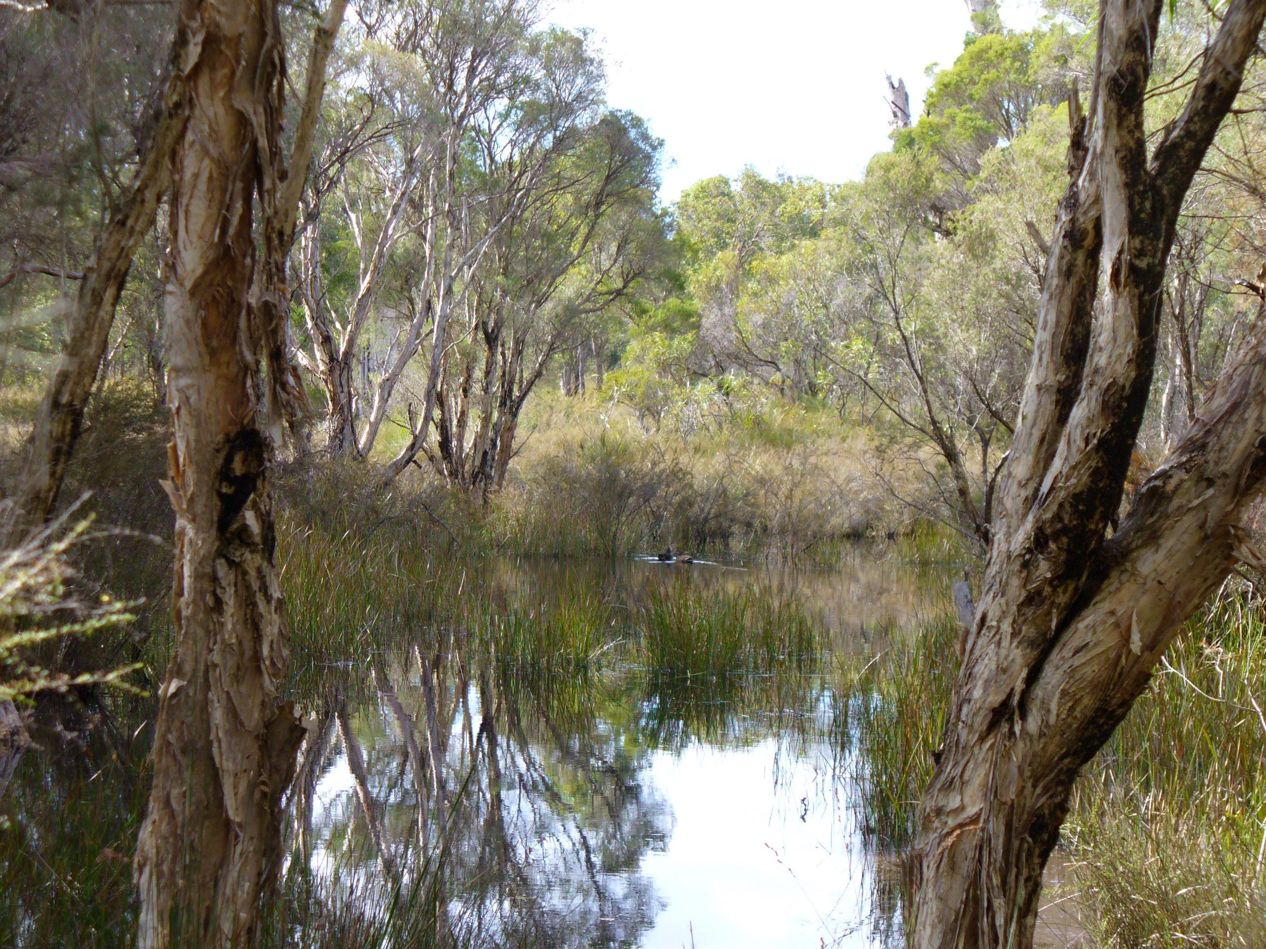 Wetlands Grogans Swamp Bennett Brook WEB