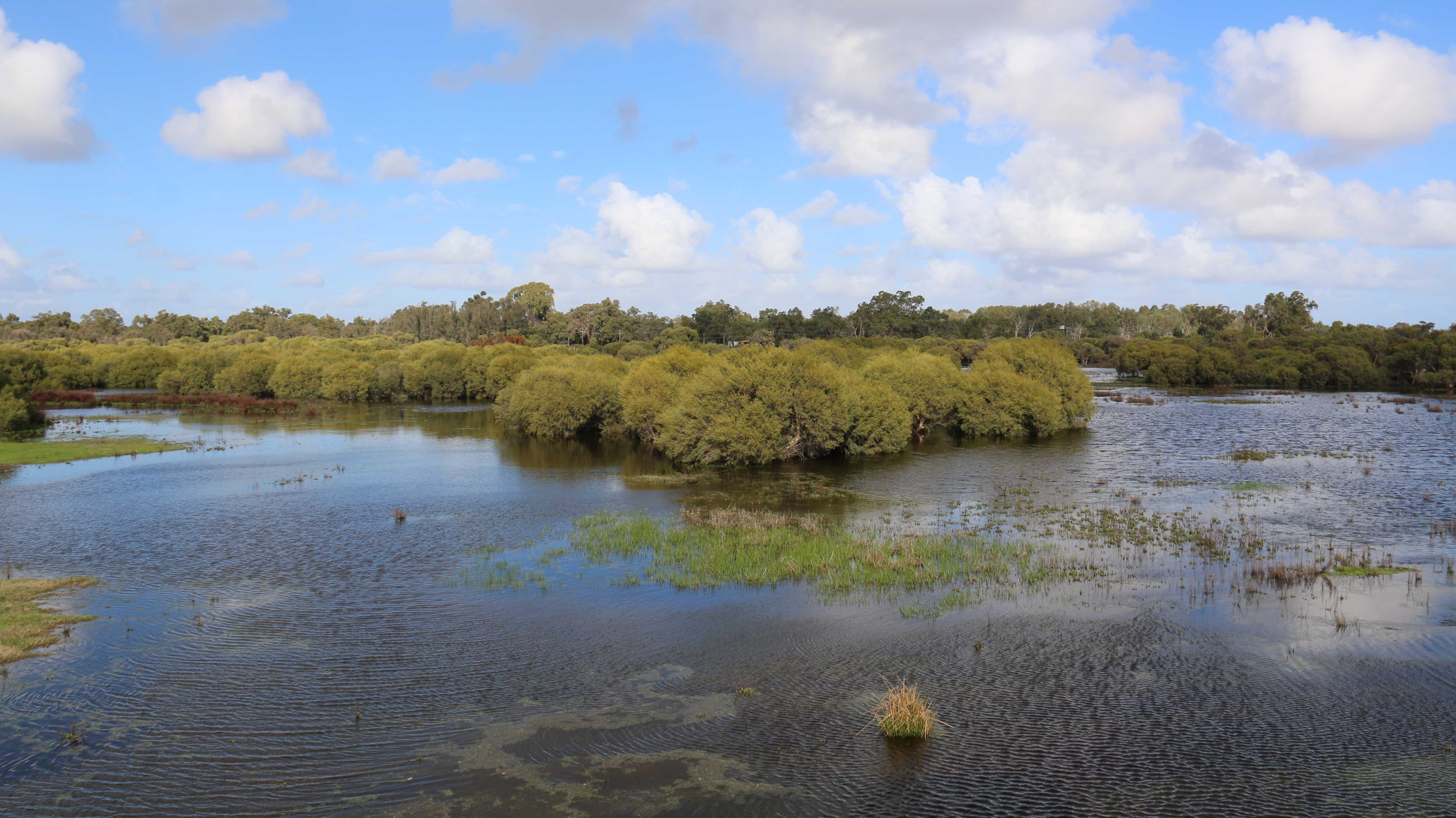 Whiteman Park wetlands Horse Swamp from the lookout