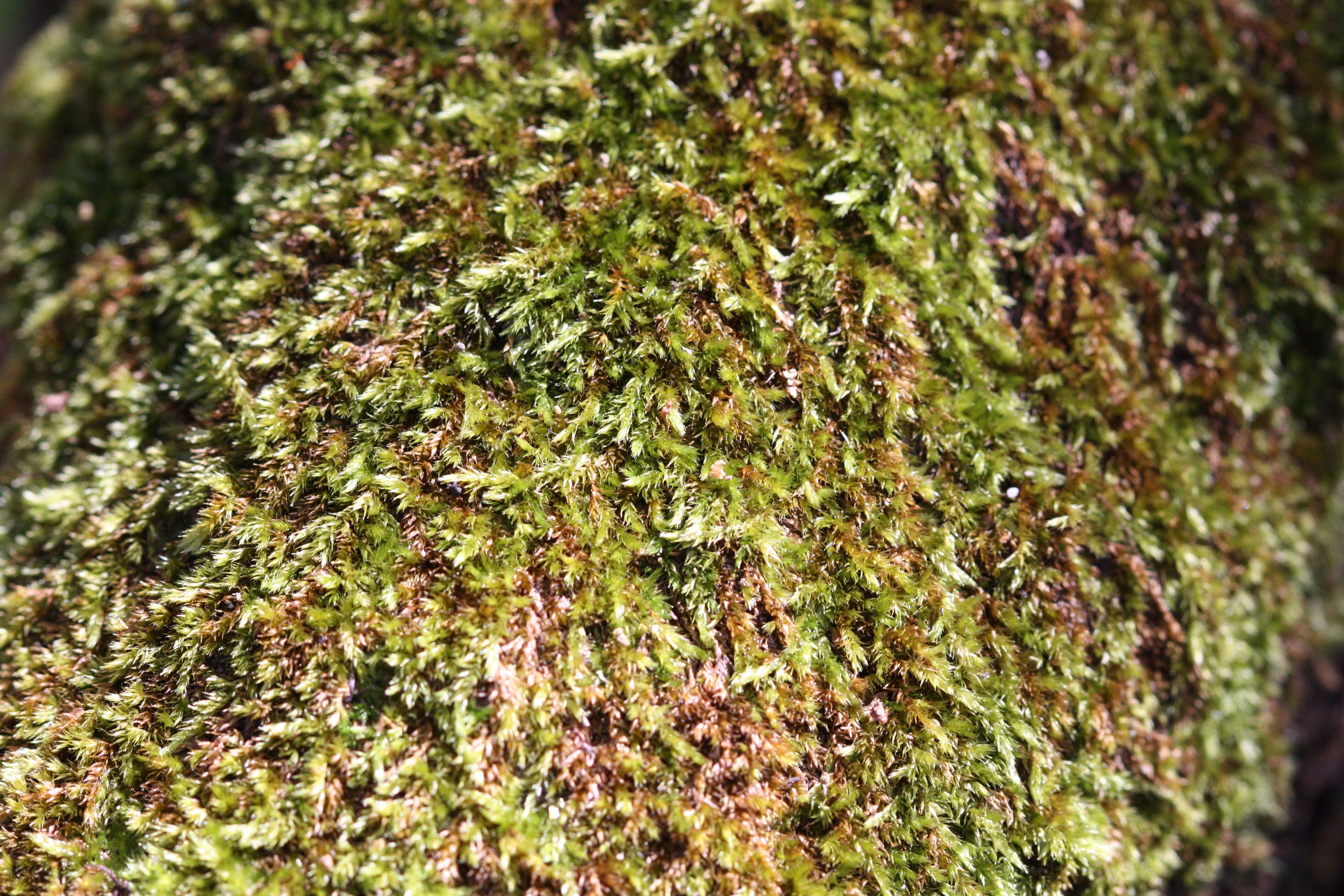 Moss WP web banner