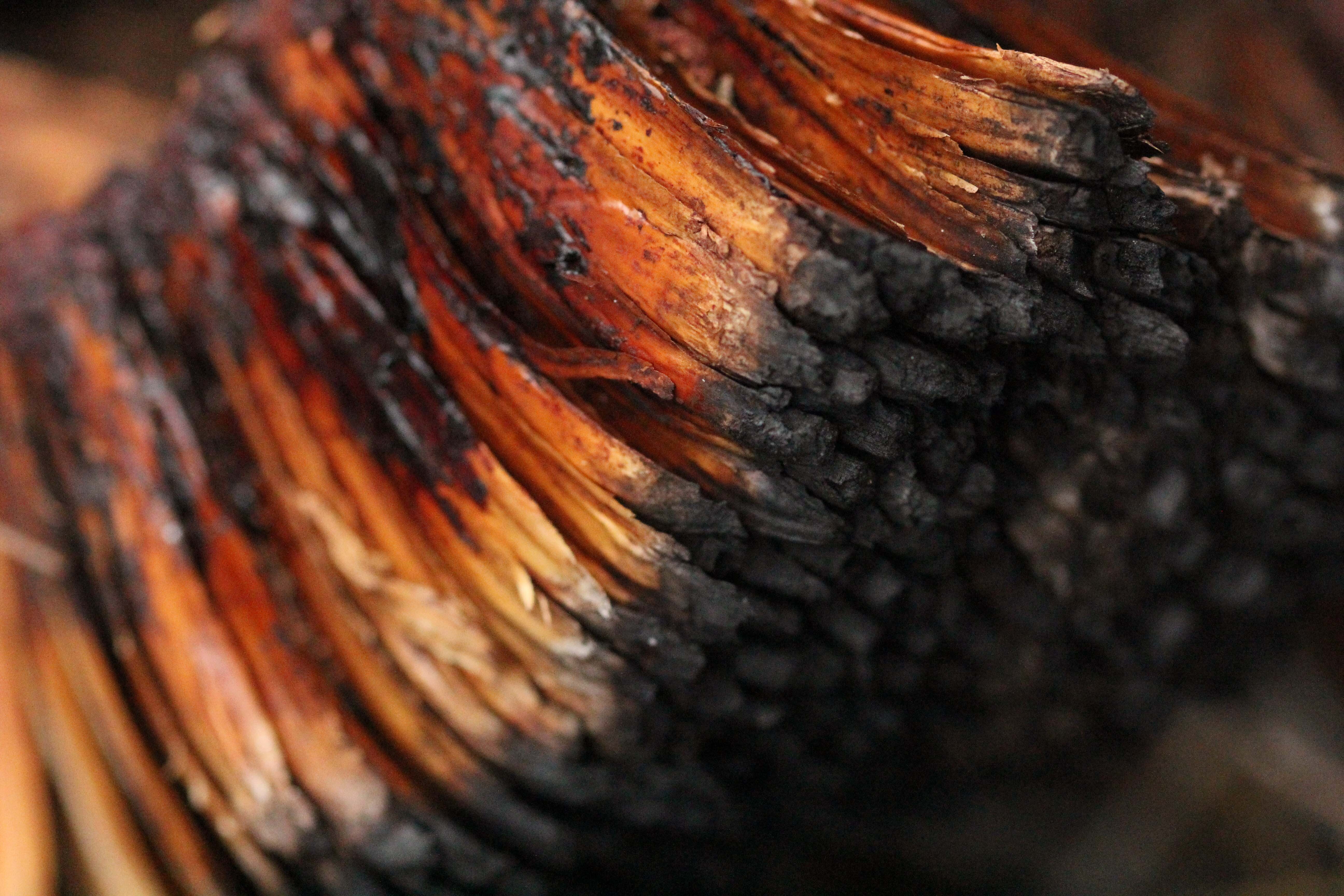 Xanthorrea WP web banner