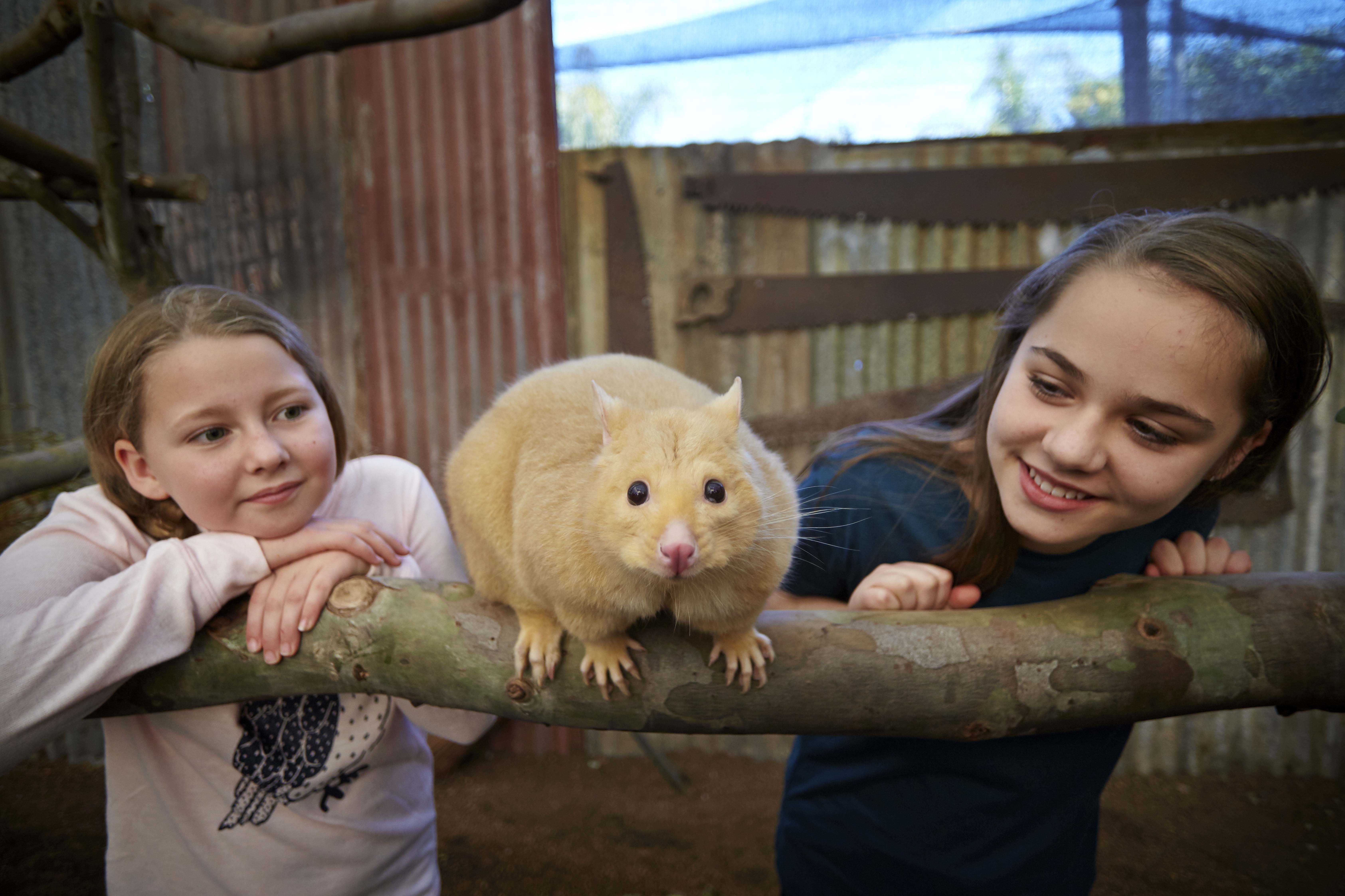 2020 Caversham Wildlife Park possum at meet the wombat and friends banner