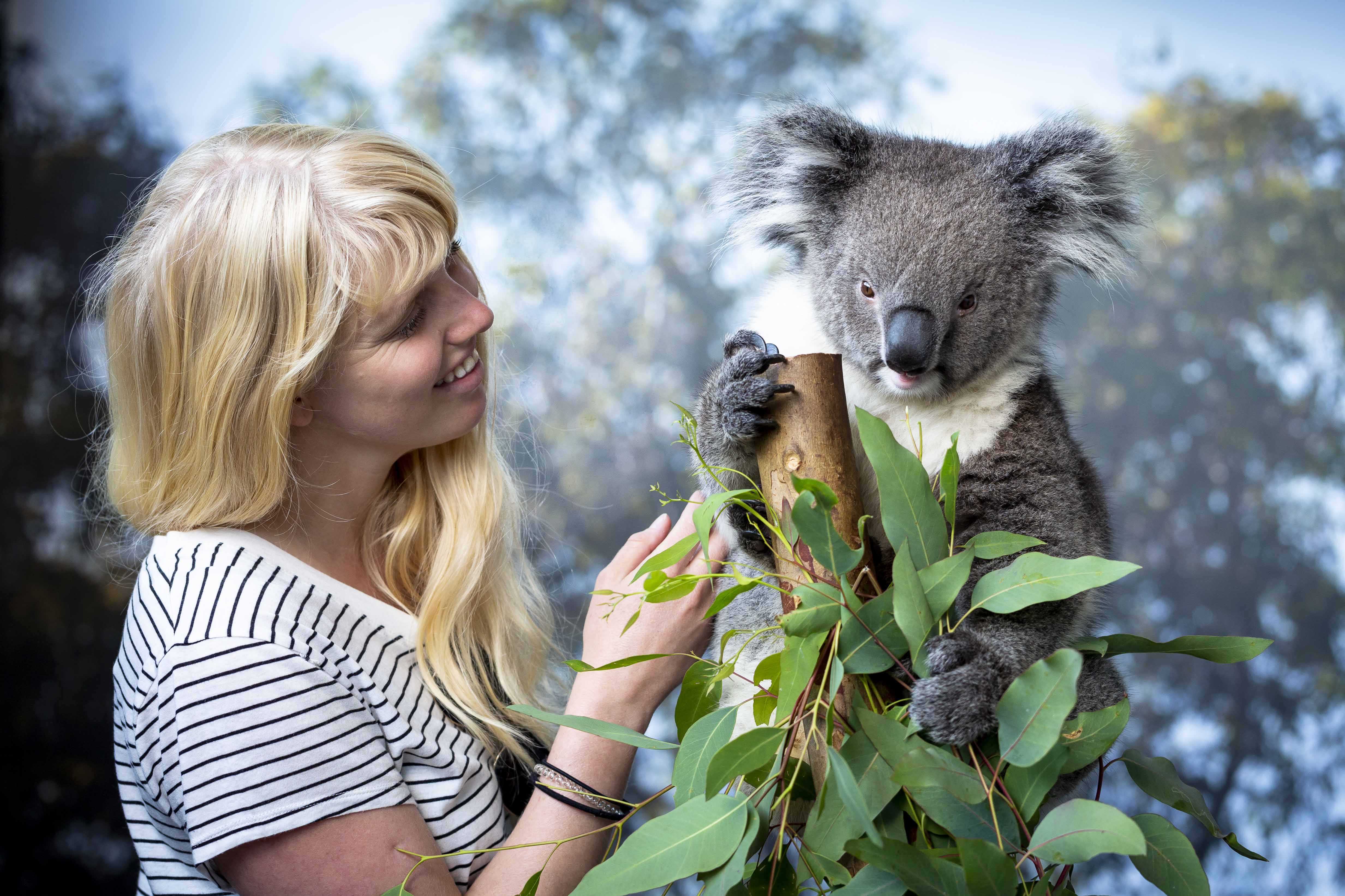 Caversham WP WHPA042 koala and tourist 03 WEB