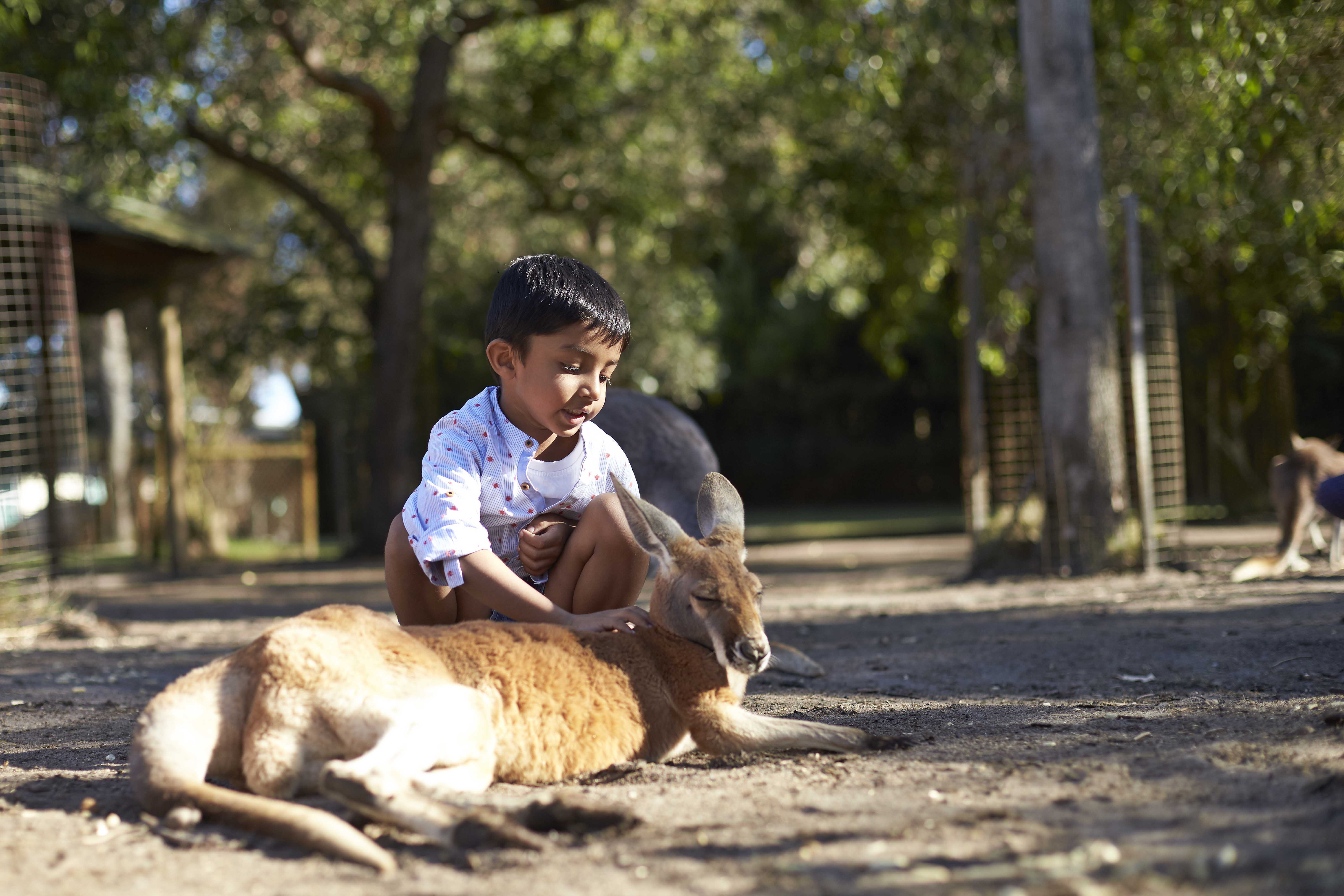 Whiteman Park Caversham Wildlife Park yound child in roo enclosure WEB