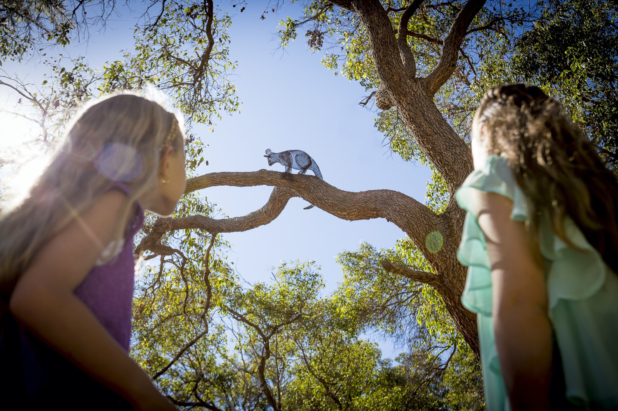 Children's Forest - Stage 7 - girls looking up at possum