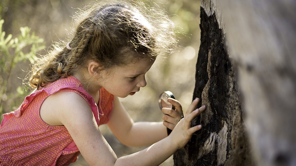 The Children's Forest is a great spot for looking for bugs and minibeasts!